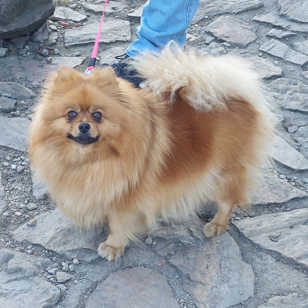 Soutěžní fotografie - Lussie,  Německý špic trpasličí