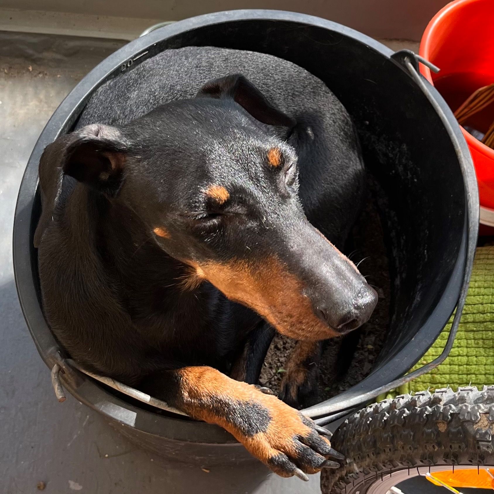 Soutěžní fotografie - Diana,  Manchester terier