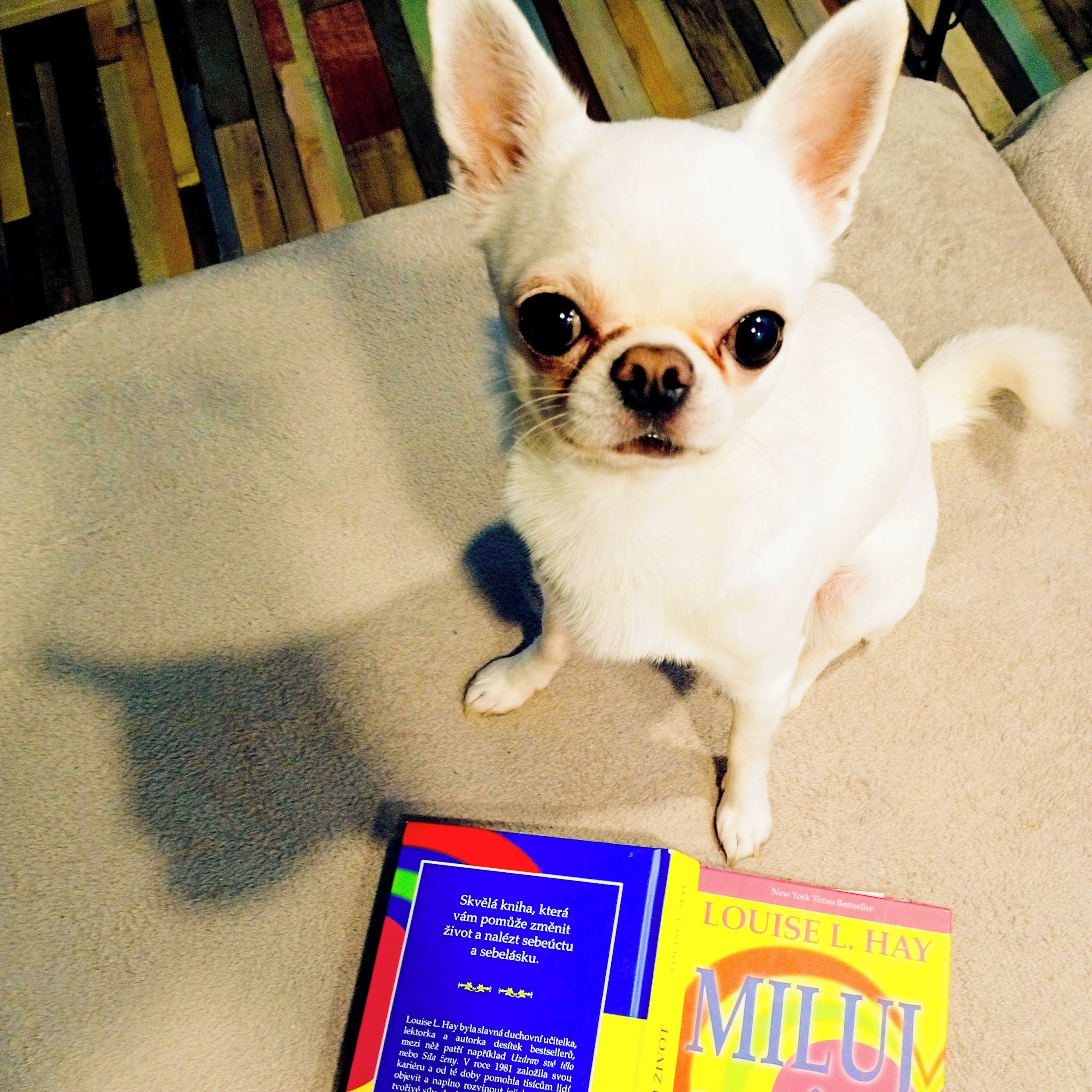 Soutěžní fotografie - Ichi,  Čivava krátkosrstá