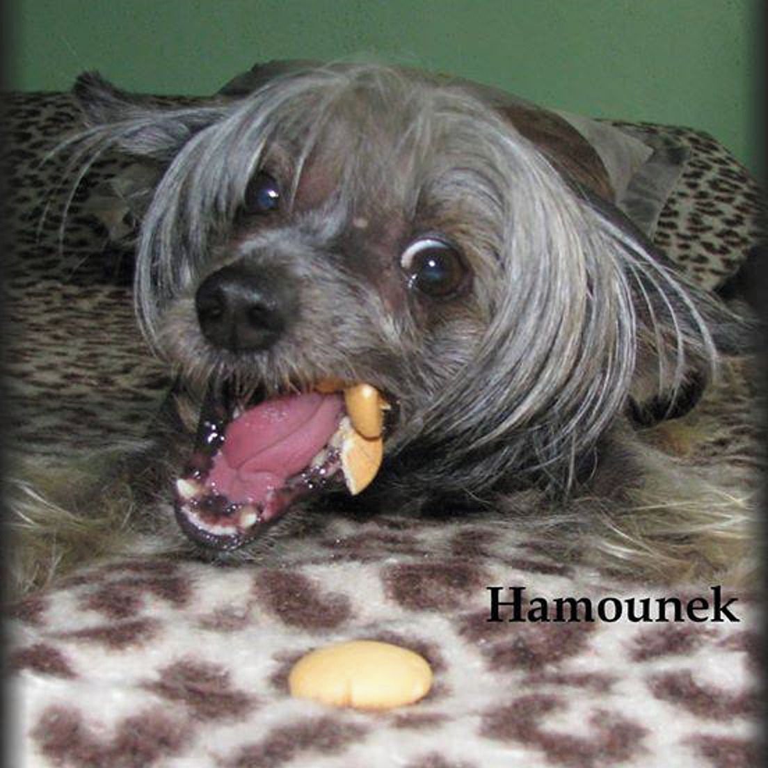 Soutěžní fotografie - Kika,  Čínský chocholatý pes