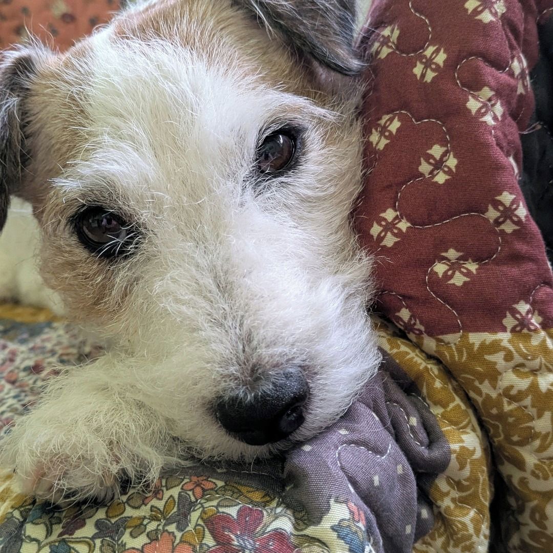 Soutěžní fotografie - Aluška,  Jack Russell Teriér