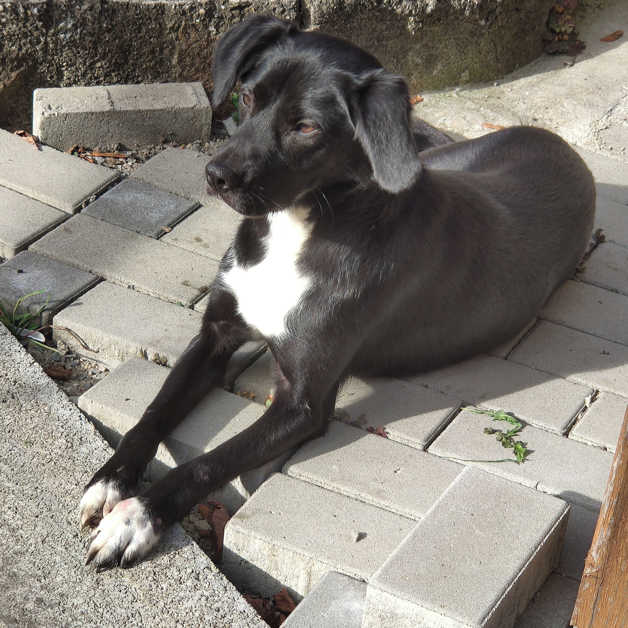 Soutěžní fotografie - Kira,  Labradorský retriever