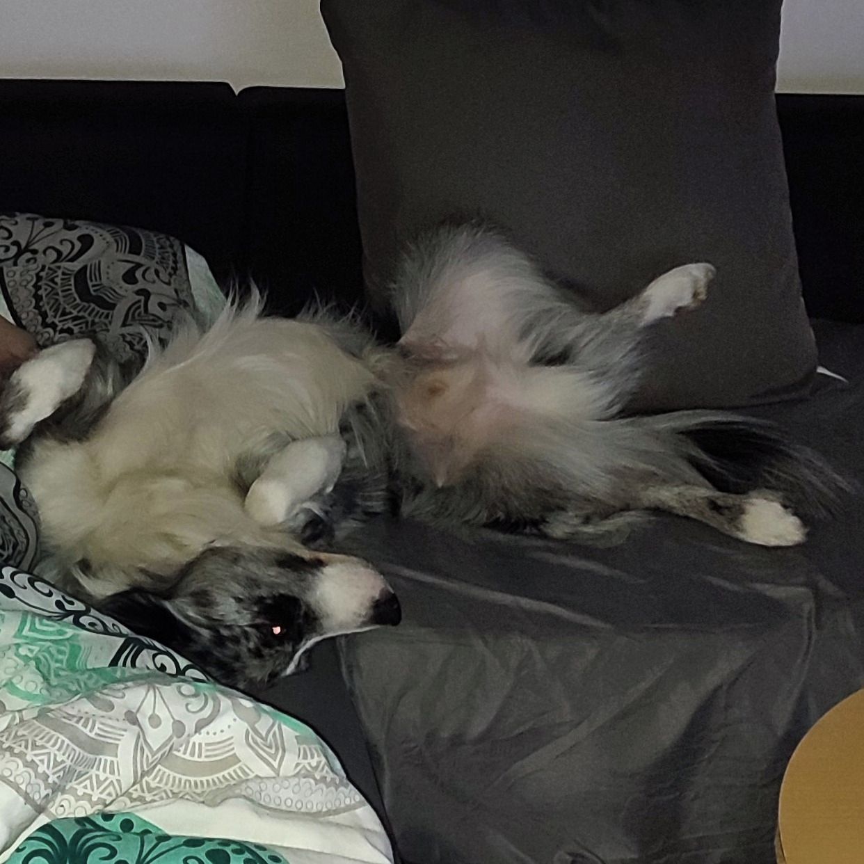 Soutěžní fotografie - Rocky,  Border kolie