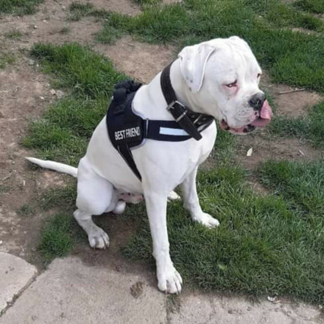 Soutěžní fotografie - Charlie,  Německý boxer