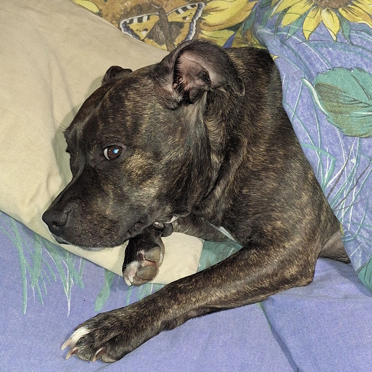 Soutěžní fotografie - Alex,  Stafordšírský bullterier