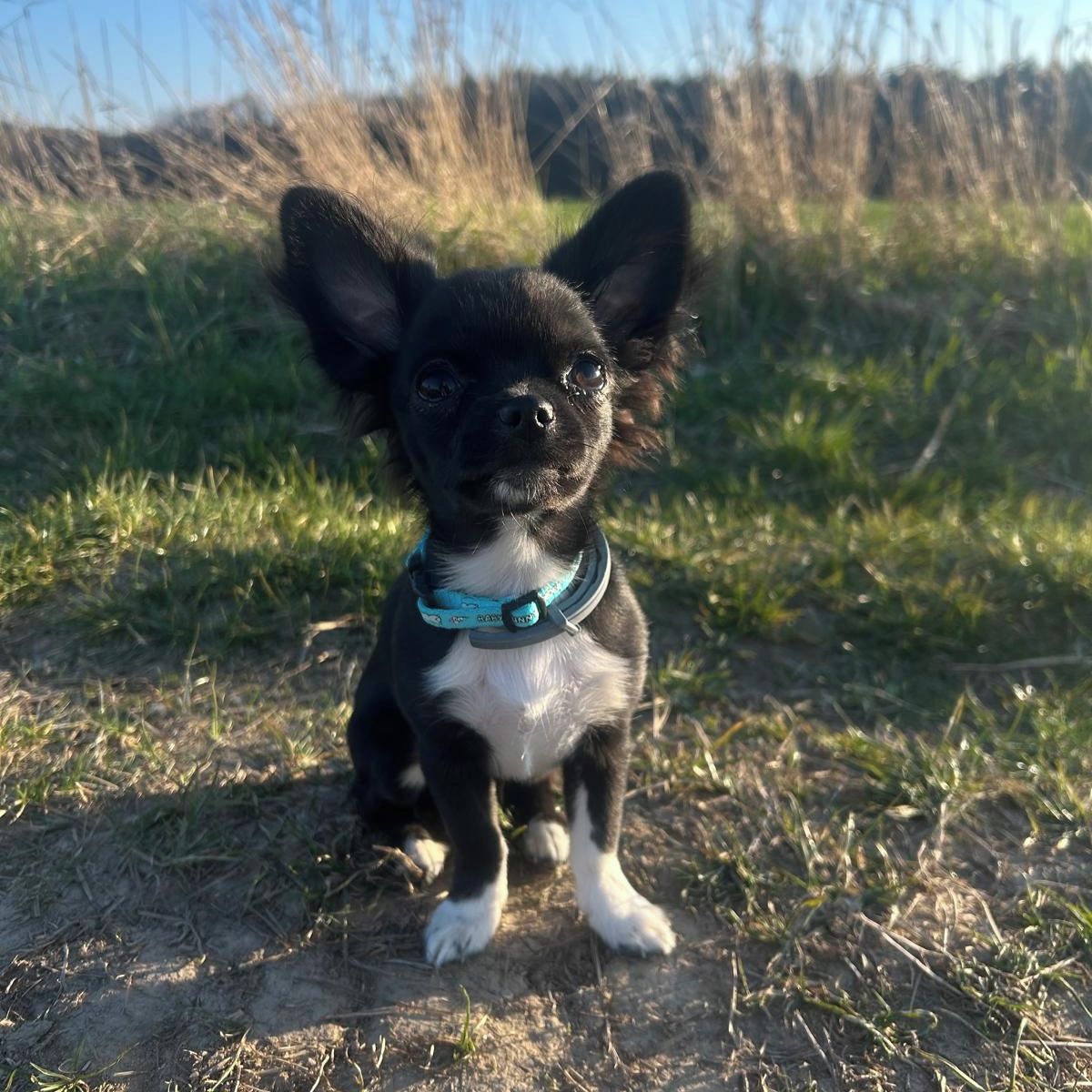 Soutěžní fotografie - Meggie,  Čivava