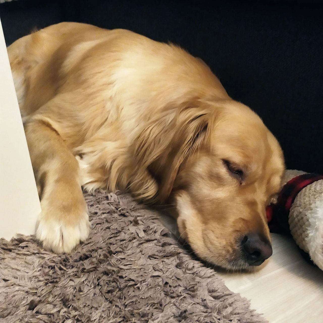 Soutěžní fotografie - Lexi,  Zlatý retriever