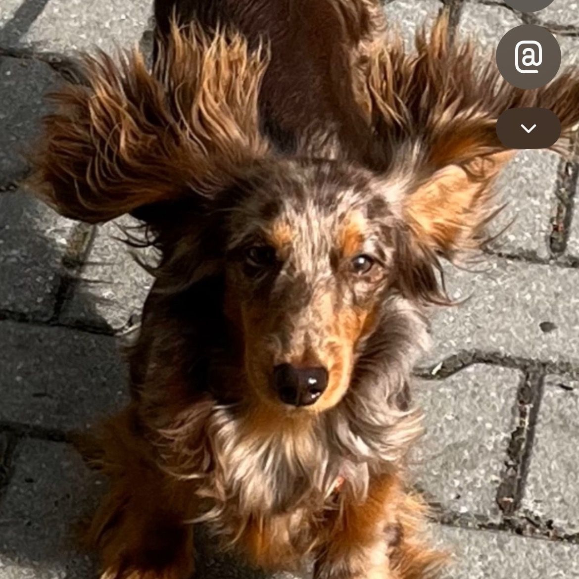 Soutěžní fotografie - Falco,  Jezevčík