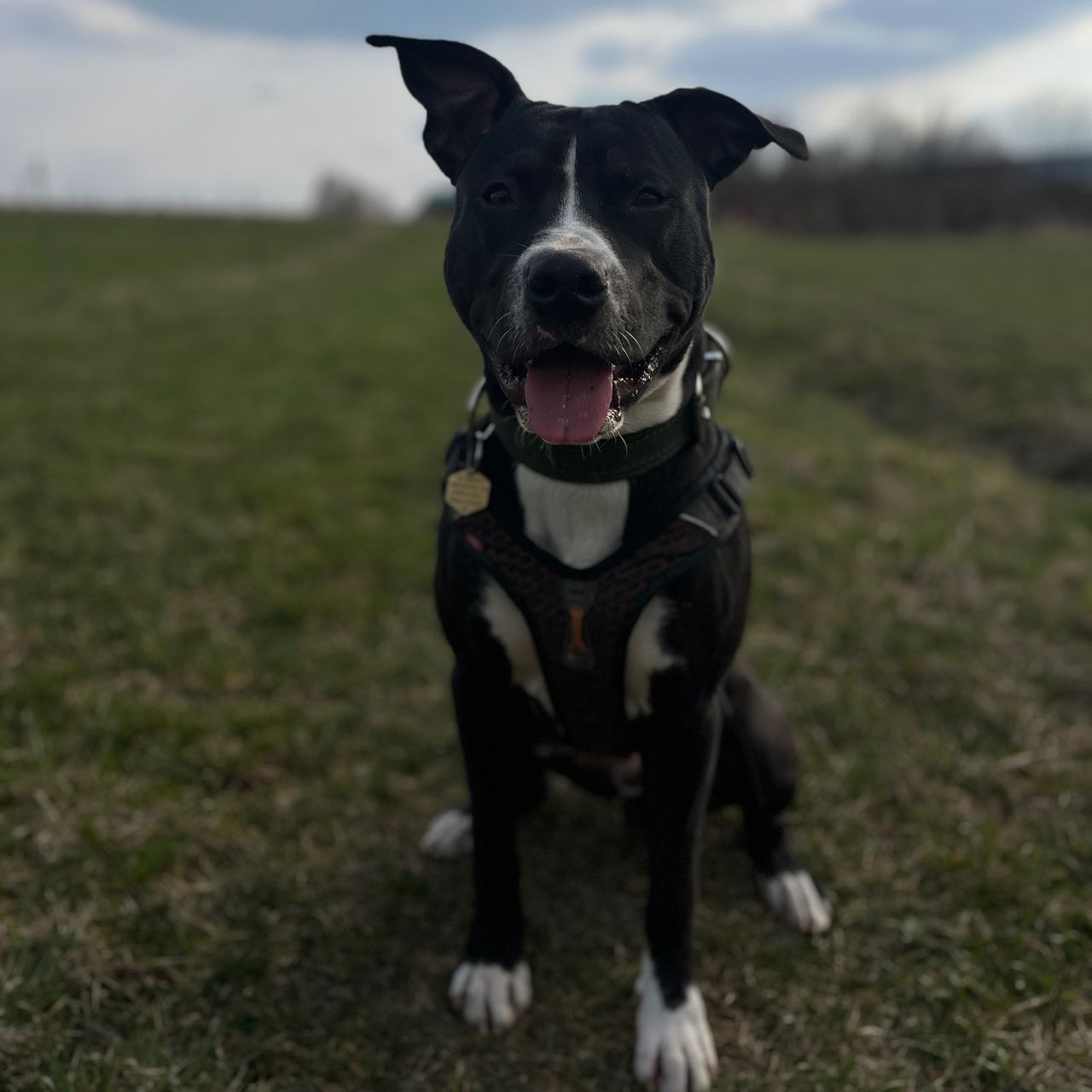 Soutěžní fotografie - Dino,  Americký stafordširský terier