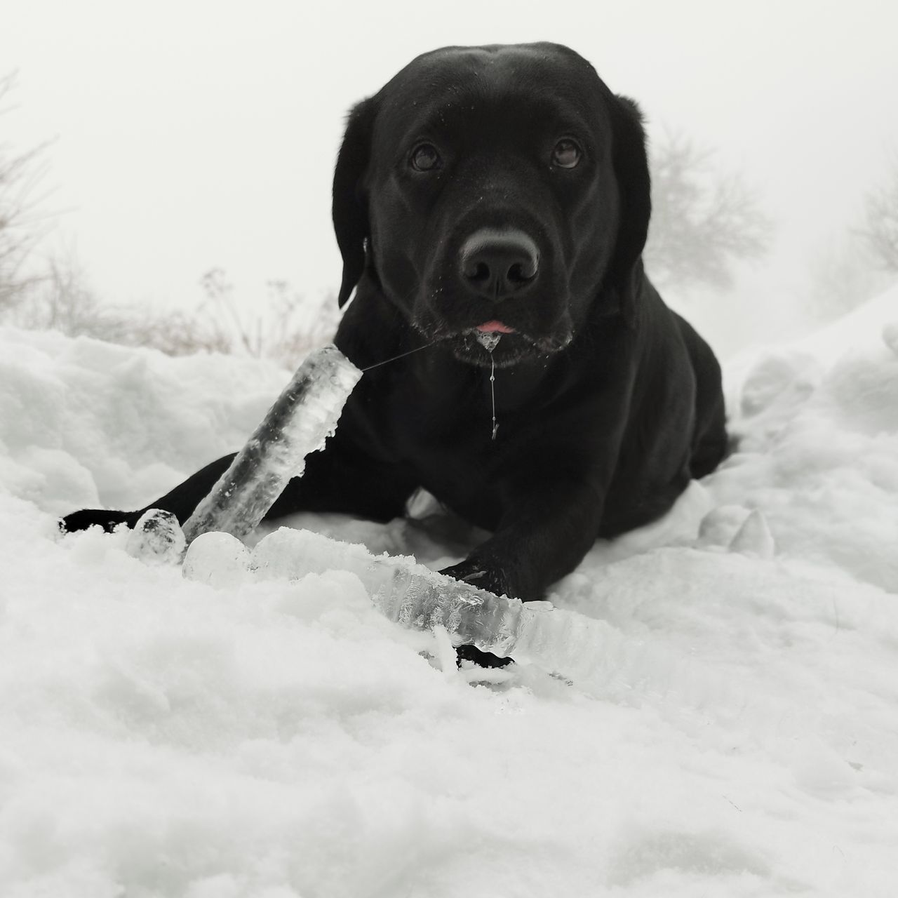Soutěžní fotografie - Kira,  Labradorský retriever