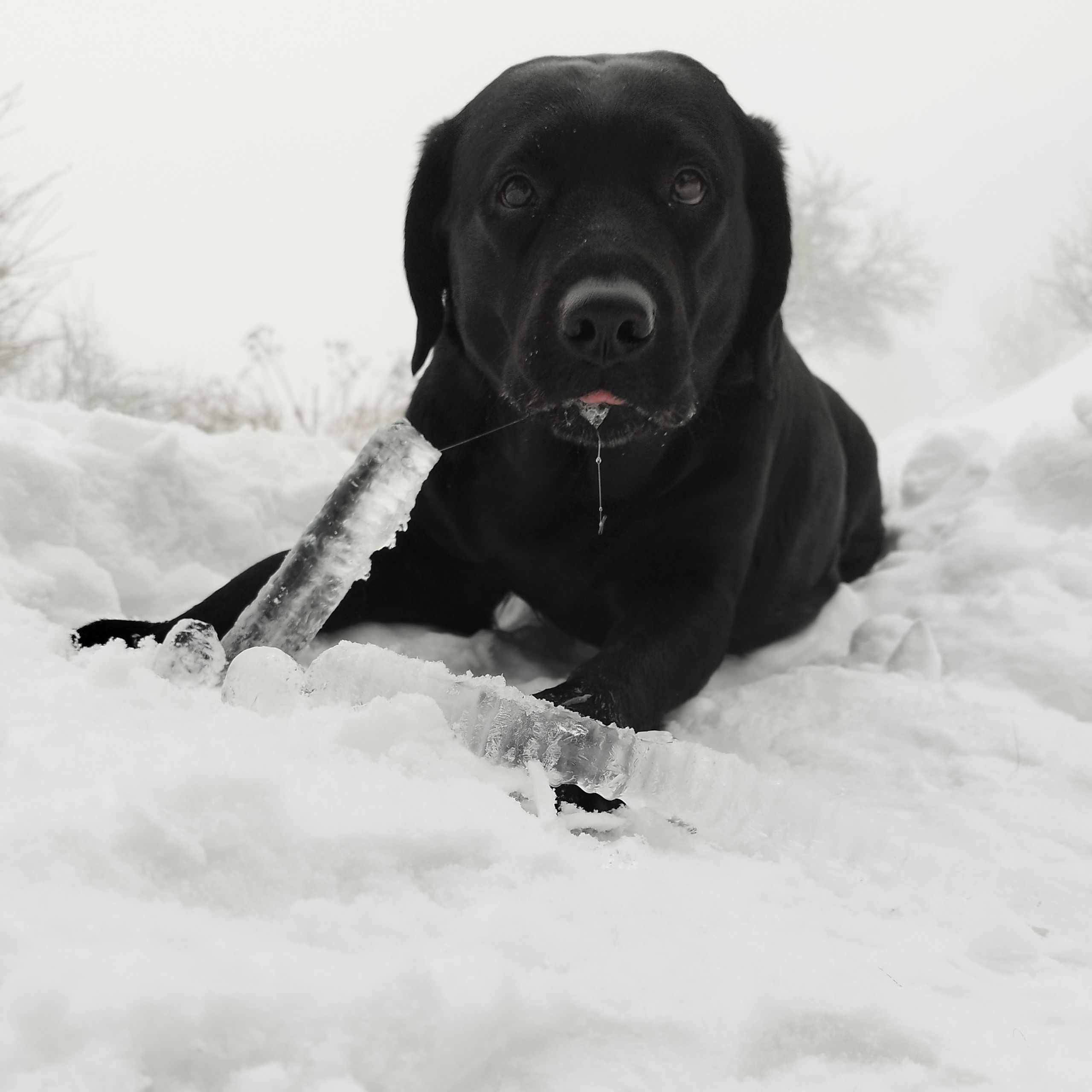 Soutěžní fotografie - Kira,  Labradorský retriever