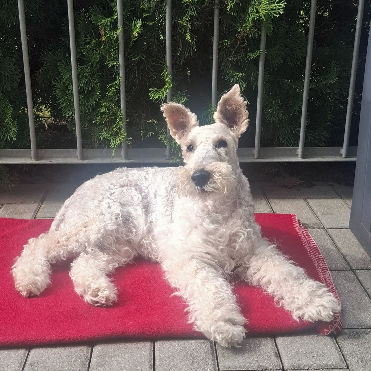 Soutěžní fotografie - JESICA,  Foxterier drsnosrstý