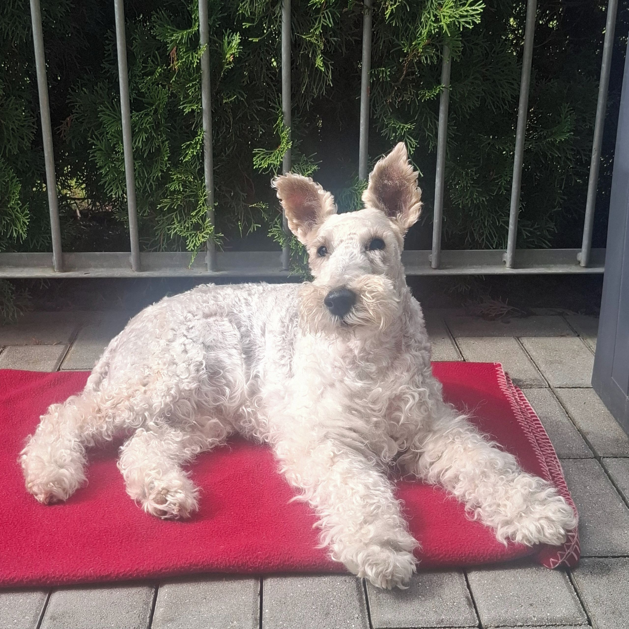 Soutěžní fotografie - JESICA,  Foxterier drsnosrstý