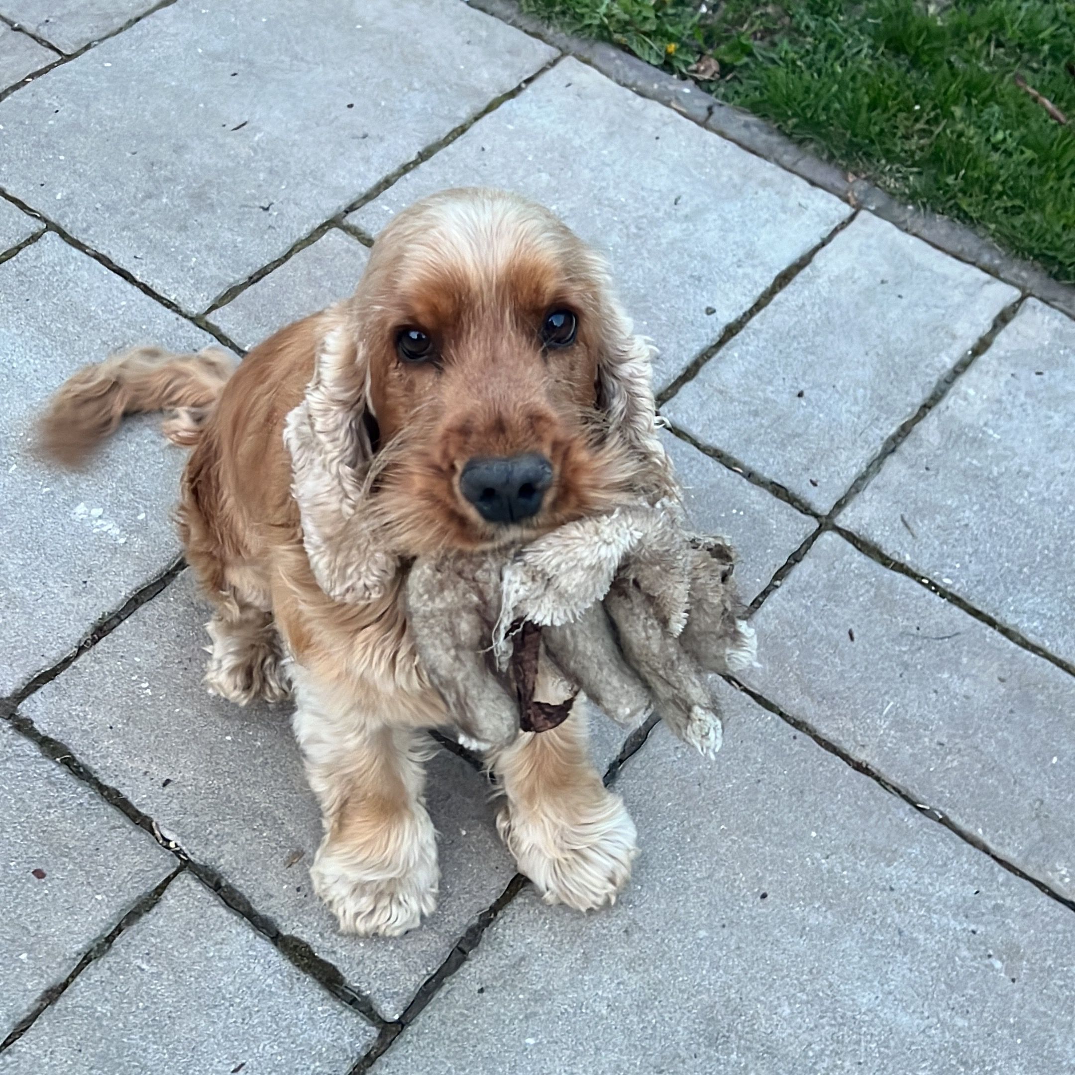 Soutěžní fotografie - Lesan,  Anglický kokršpaněl