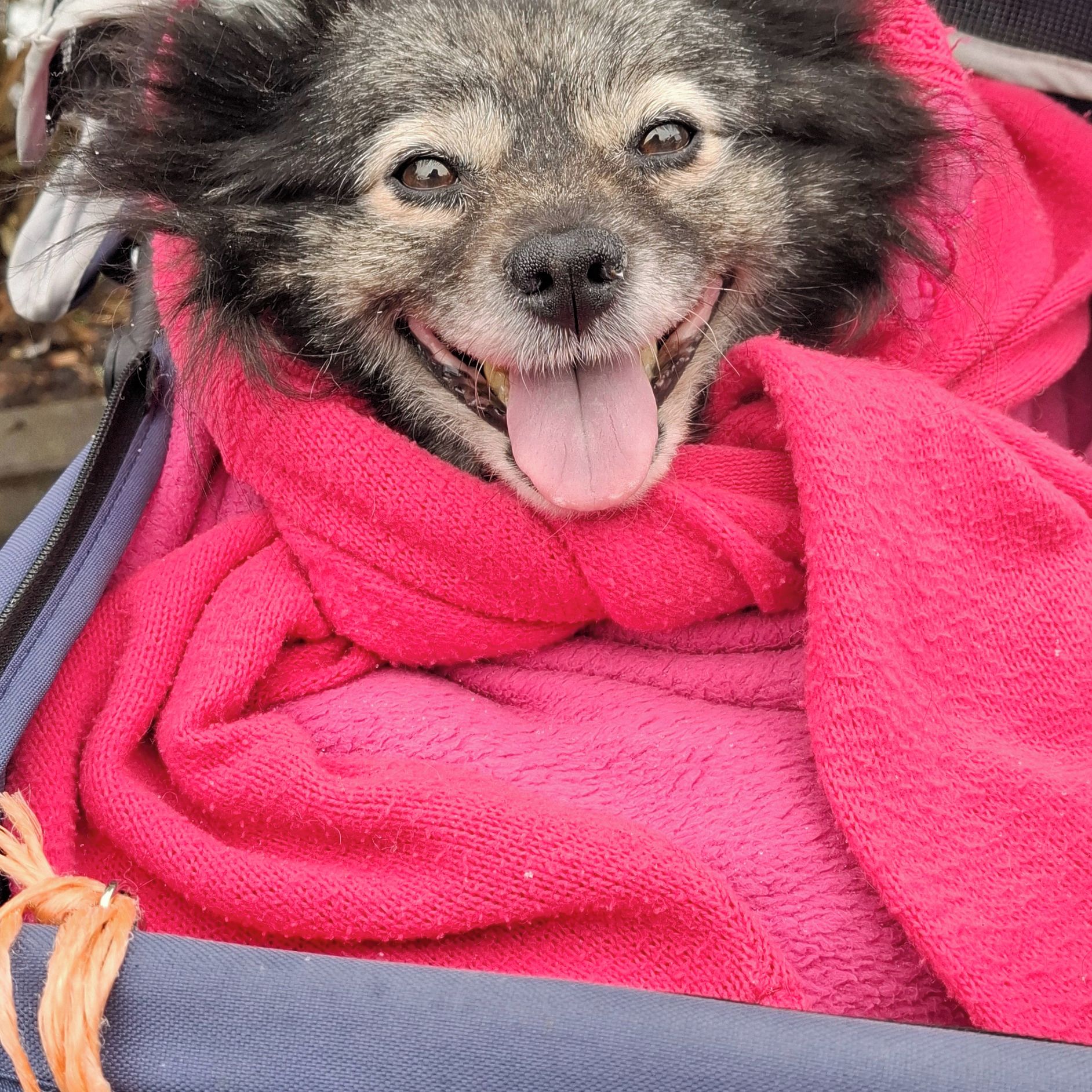 Soutěžní fotografie - Čertička,  Německý špic malý