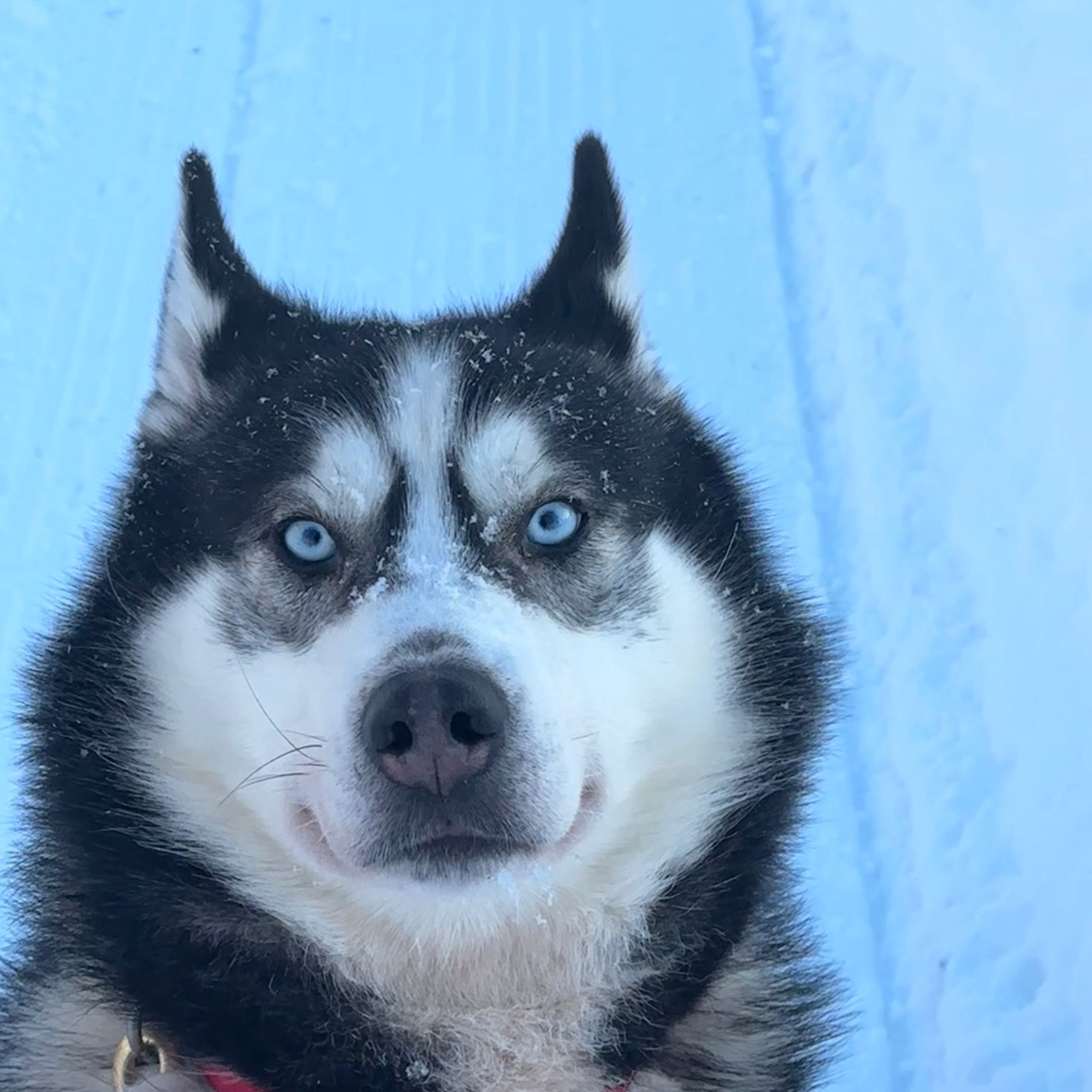 Soutěžní fotografie - Jigen,  Sibiřský husky