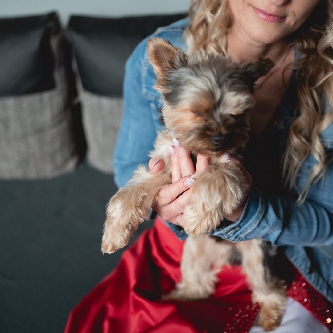 Soutěžní fotografie - Maxík,  Yorkšírský terier