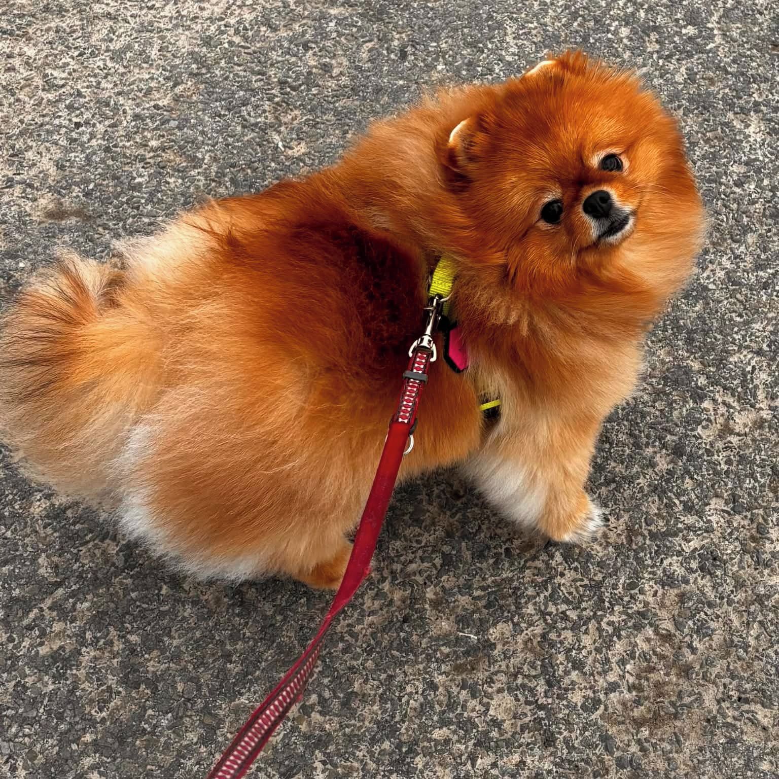 Soutěžní fotografie - MIA,  Německý špic malý