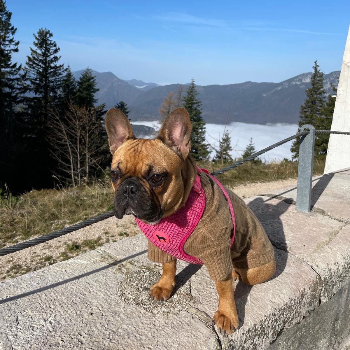 Soutěžní fotografie - Majly,  Francouzský buldoček