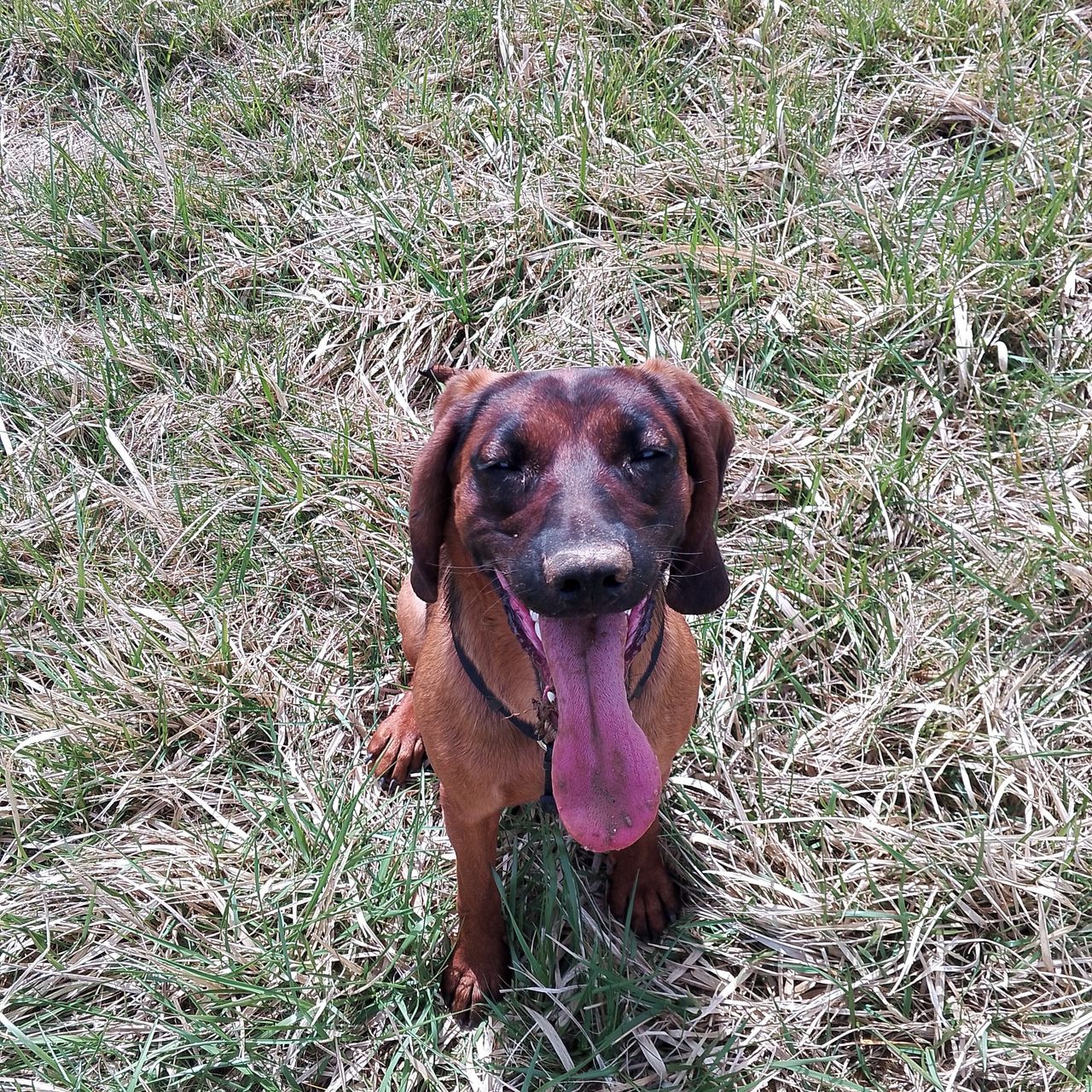 Soutěžní fotografie - Bara,  Bavorský barvář