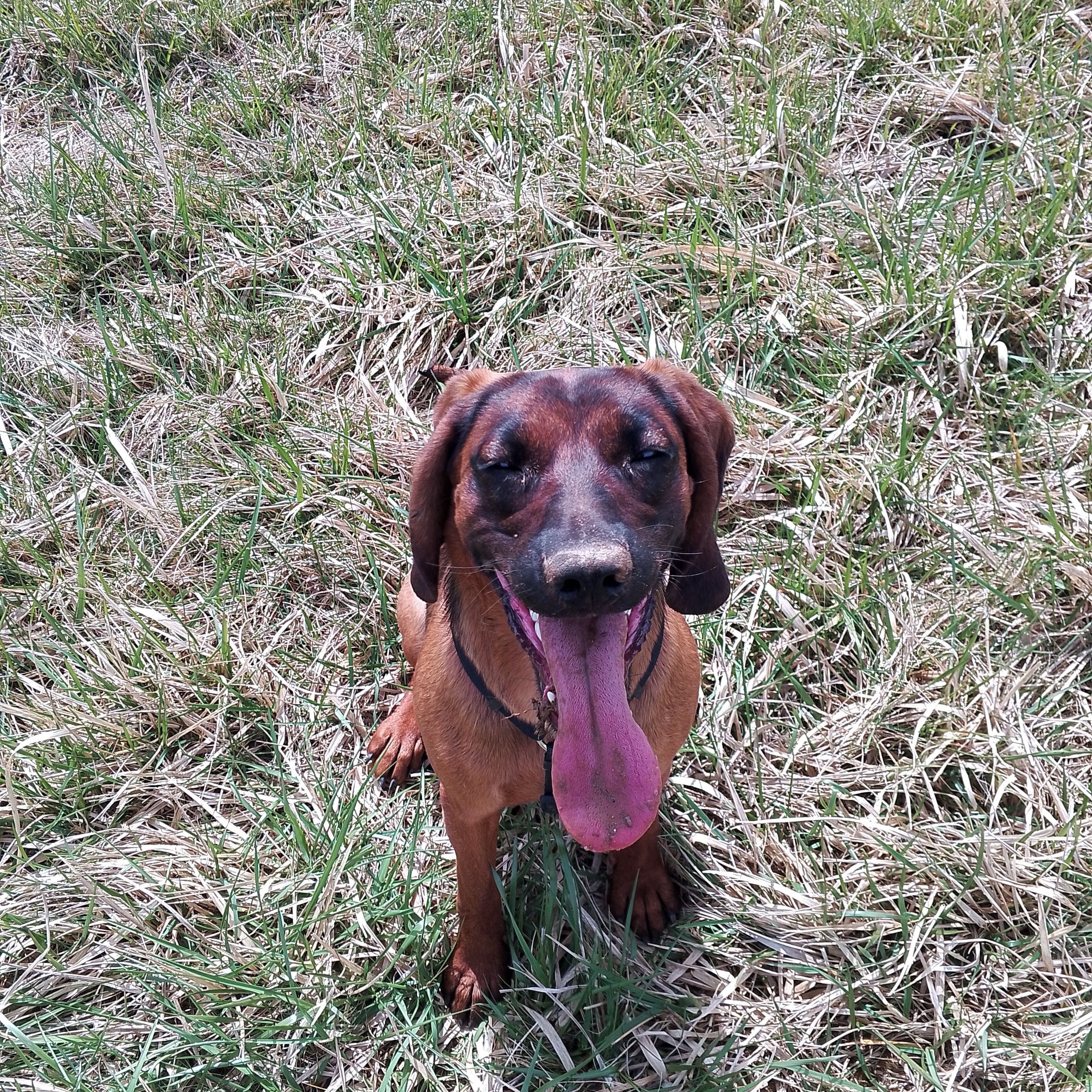 Soutěžní fotografie - Bara,  Bavorský barvář