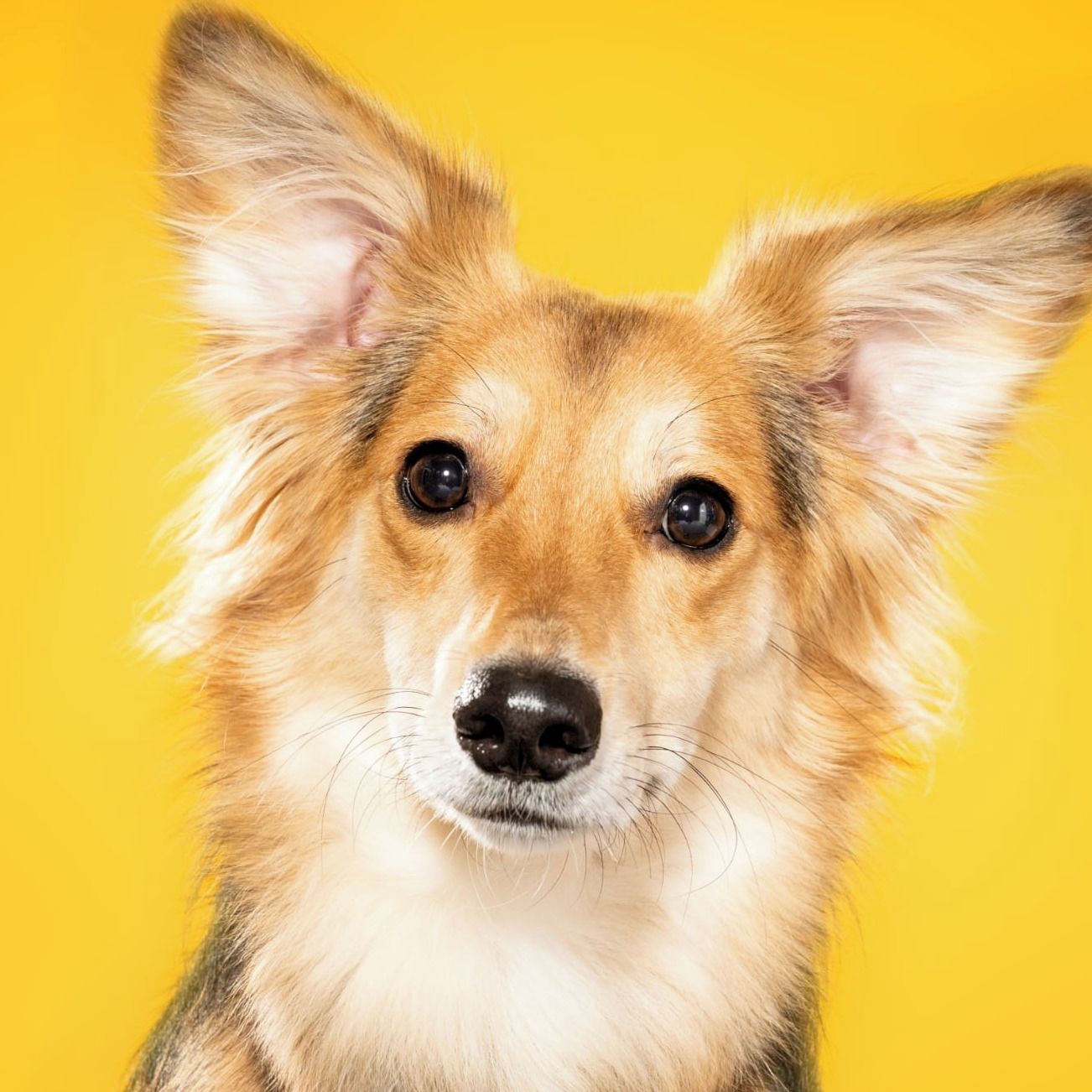 Soutěžní fotografie - Ben,  Ostatní