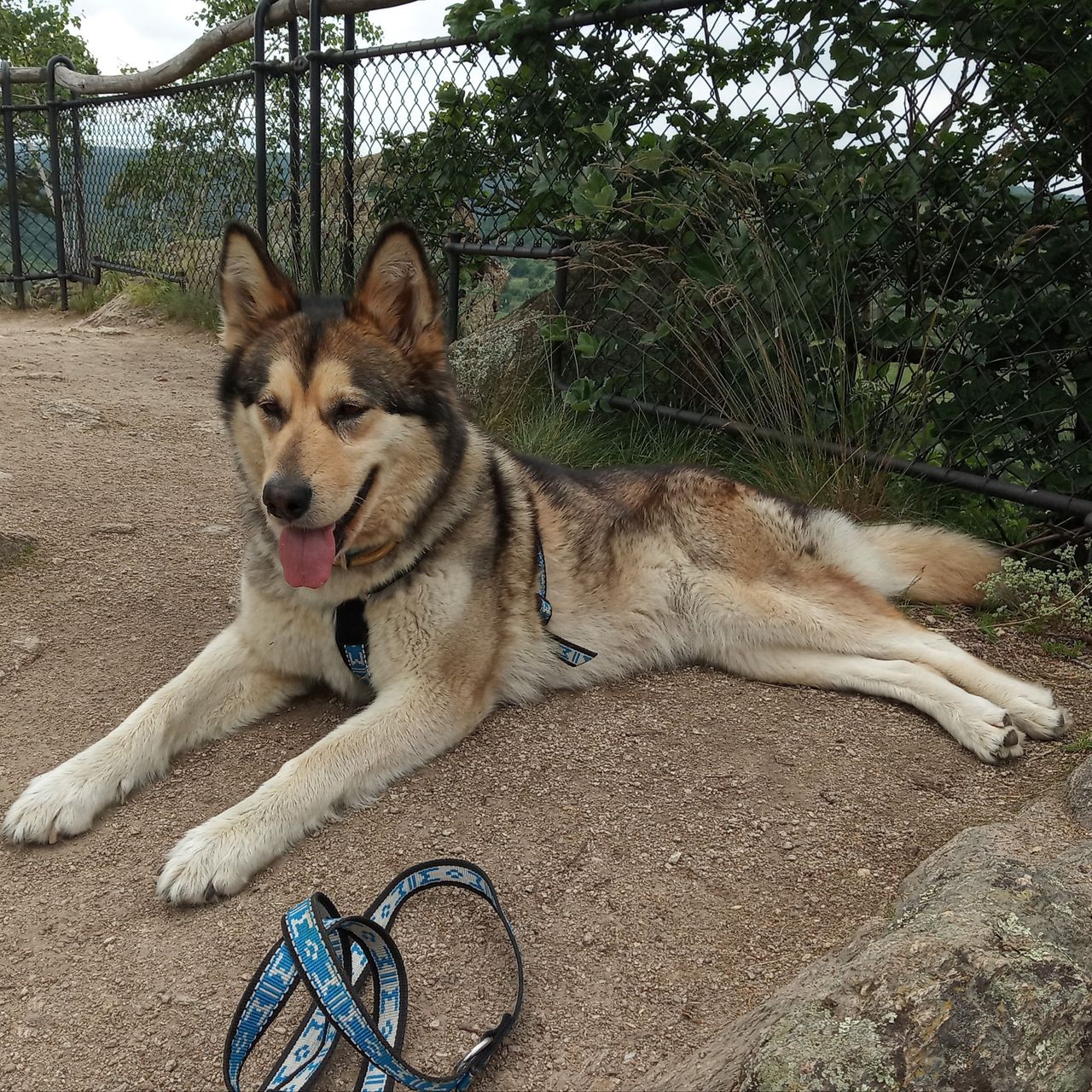 Soutěžní fotografie - Tess,  Ostatní