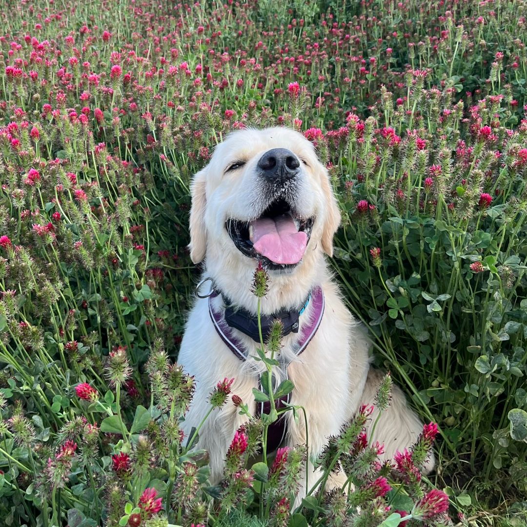 Soutěžní fotografie - Baddy,  Zlatý retriever
