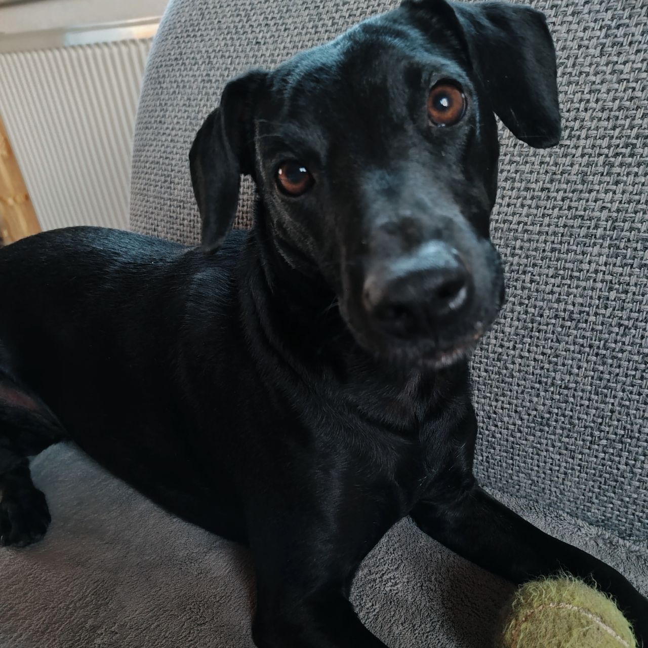 Soutěžní fotografie - Elfe,  Manchester terier