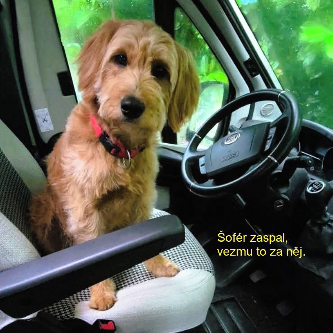 Soutěžní fotografie - Daisy,  Ostatní