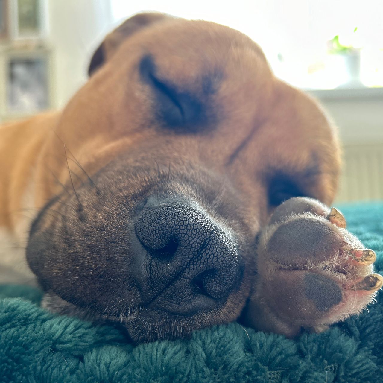 Soutěžní fotografie - Dante,  Stafordšírský bullterier