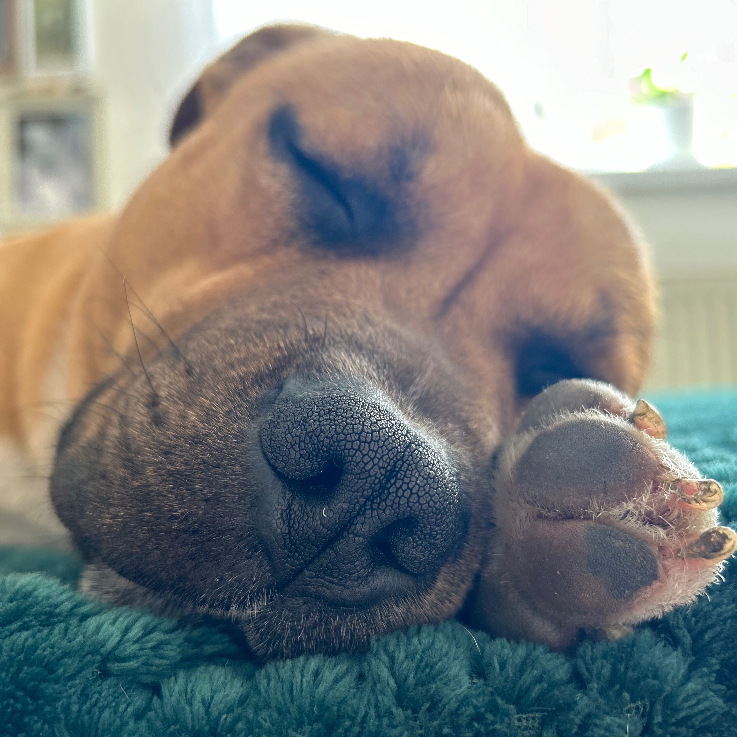 Soutěžní fotografie - Dante,  Stafordšírský bullterier