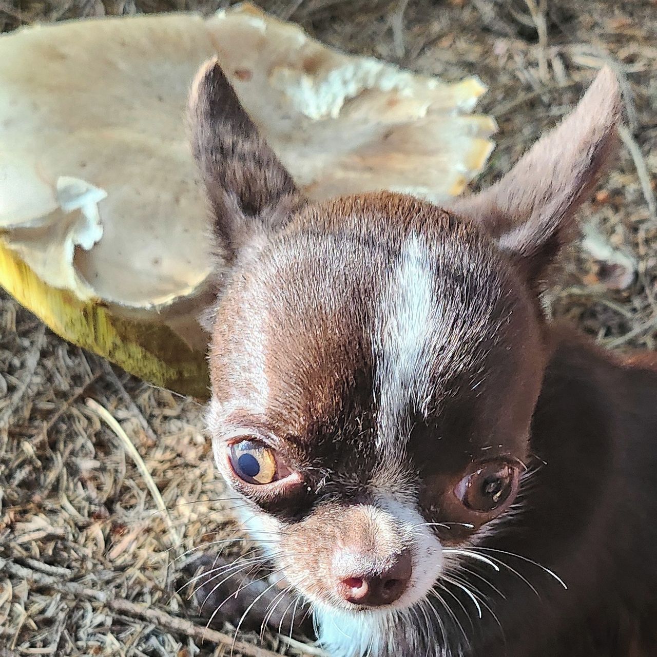 Soutěžní fotografie - Vilda,  Čivava