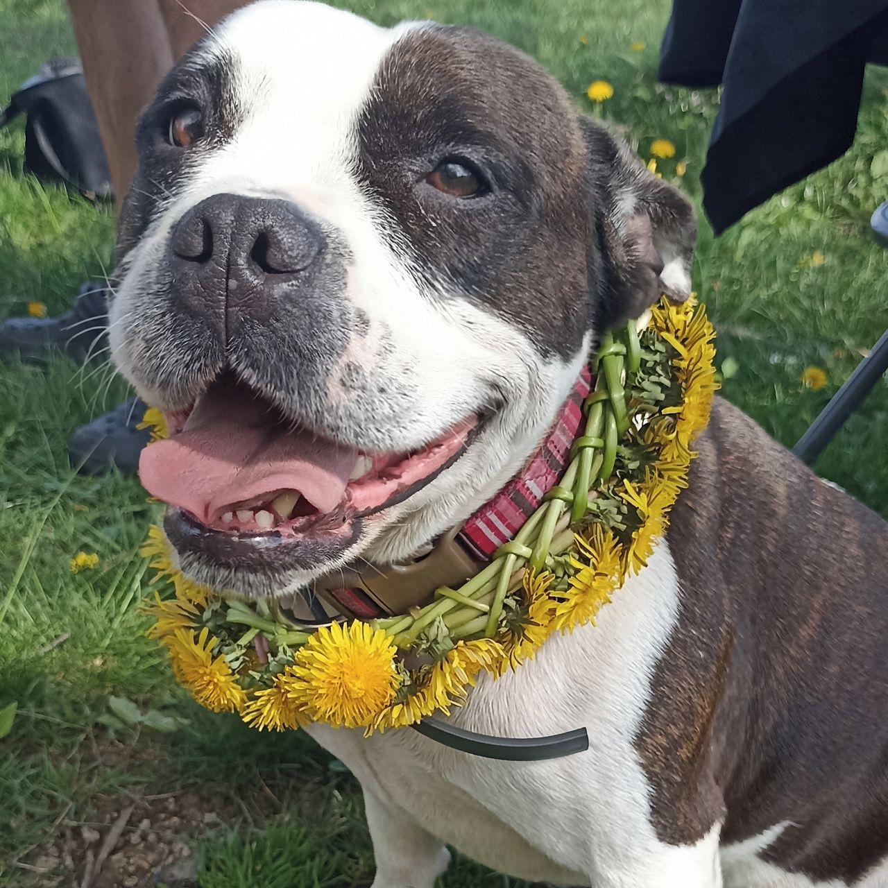 Soutěžní fotografie - Fanny,  Stafordšírský bullterier