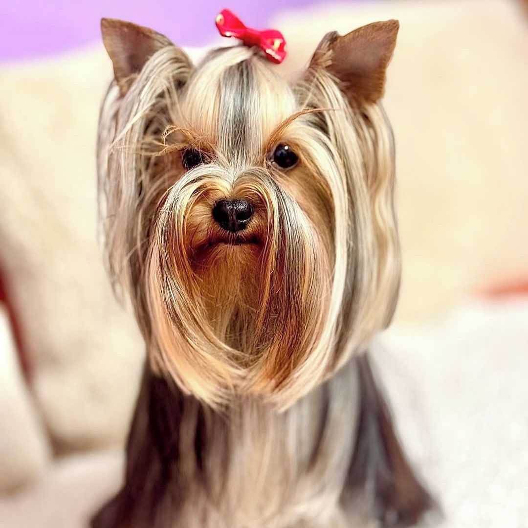 Soutěžní fotografie - Chilli,  Yorkšírský terier