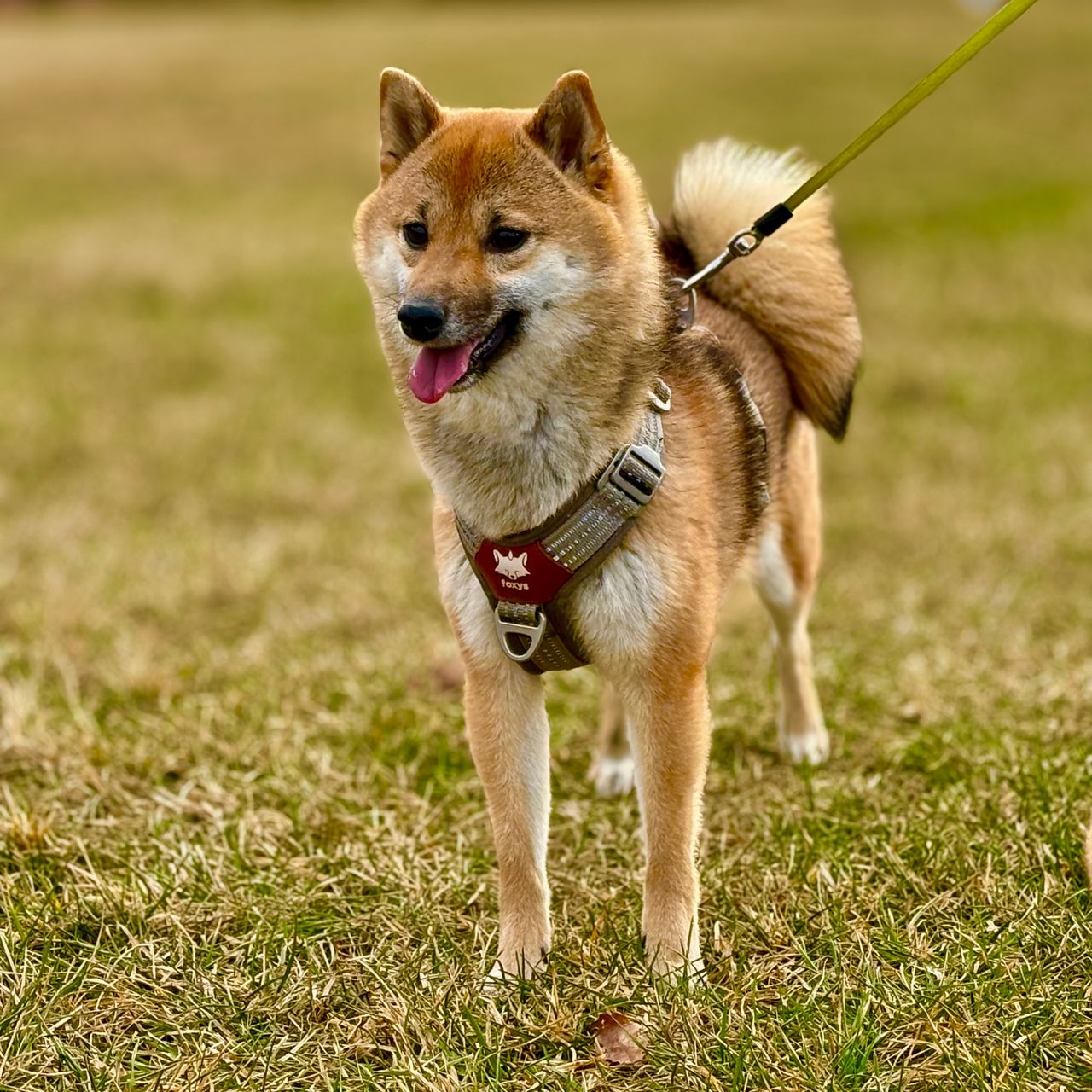 Soutěžní fotografie - Mia,  Shiba