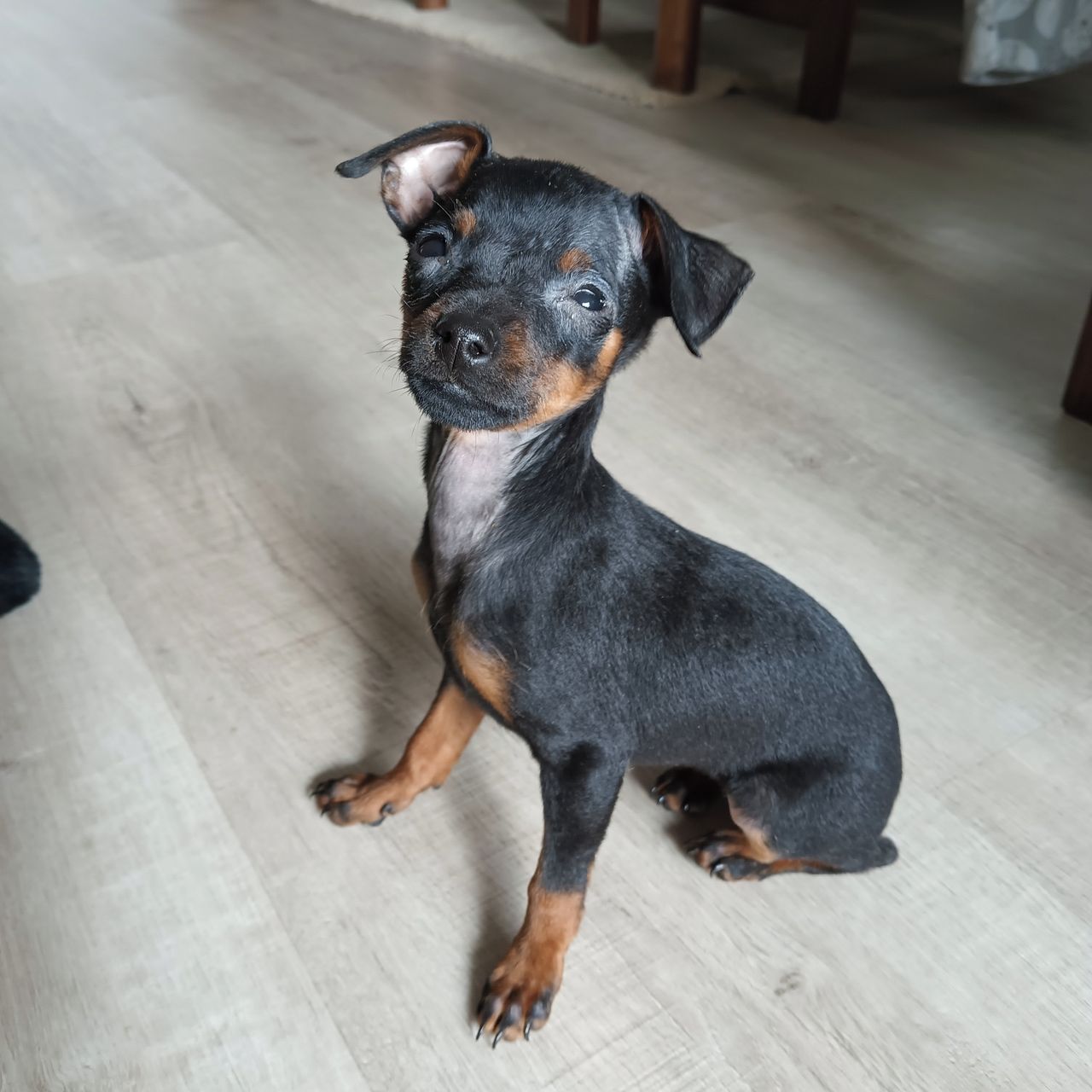 Soutěžní fotografie - Míla,  Pražský krysařík