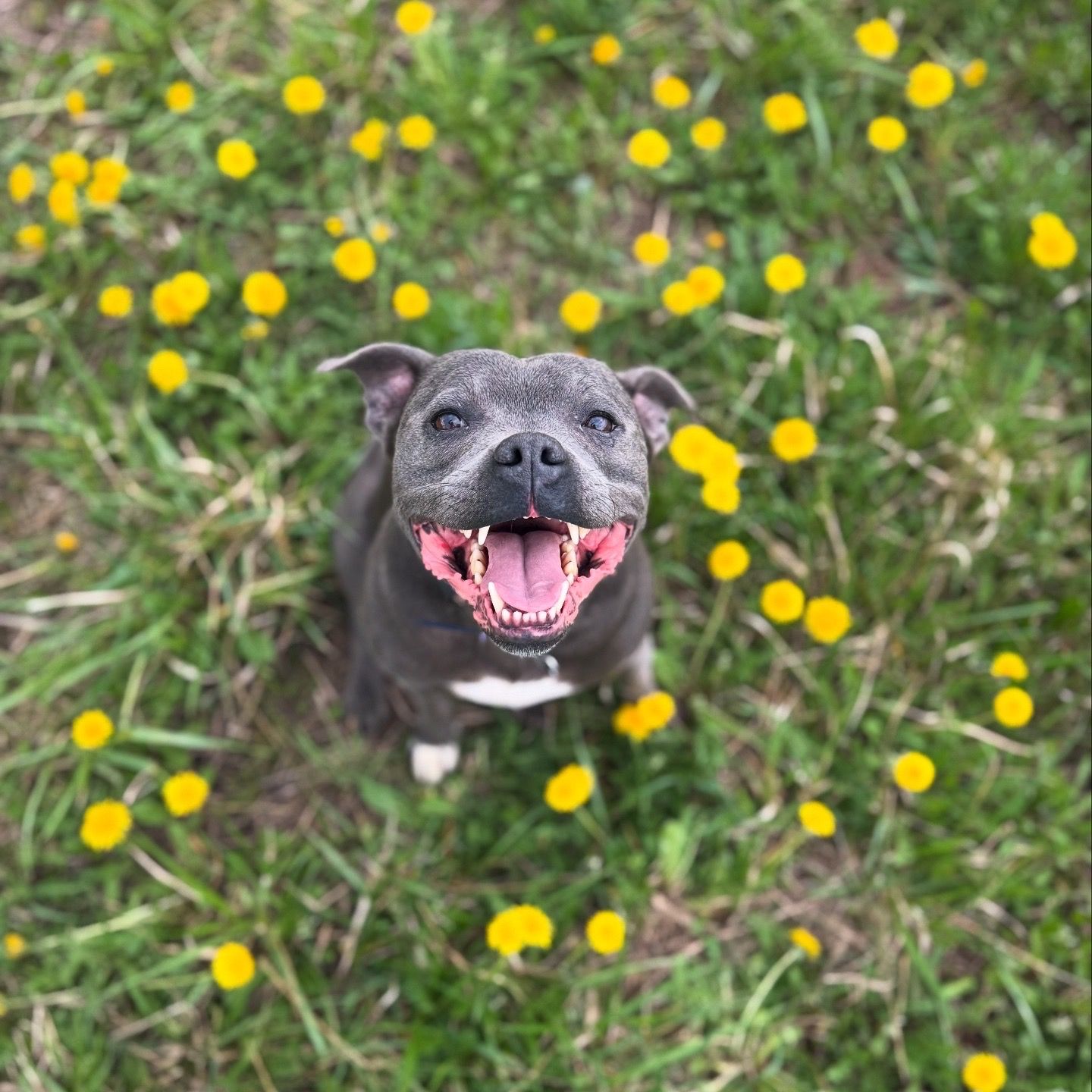 Soutěžní fotografie - Baloo,  Stafordšírský bullterier