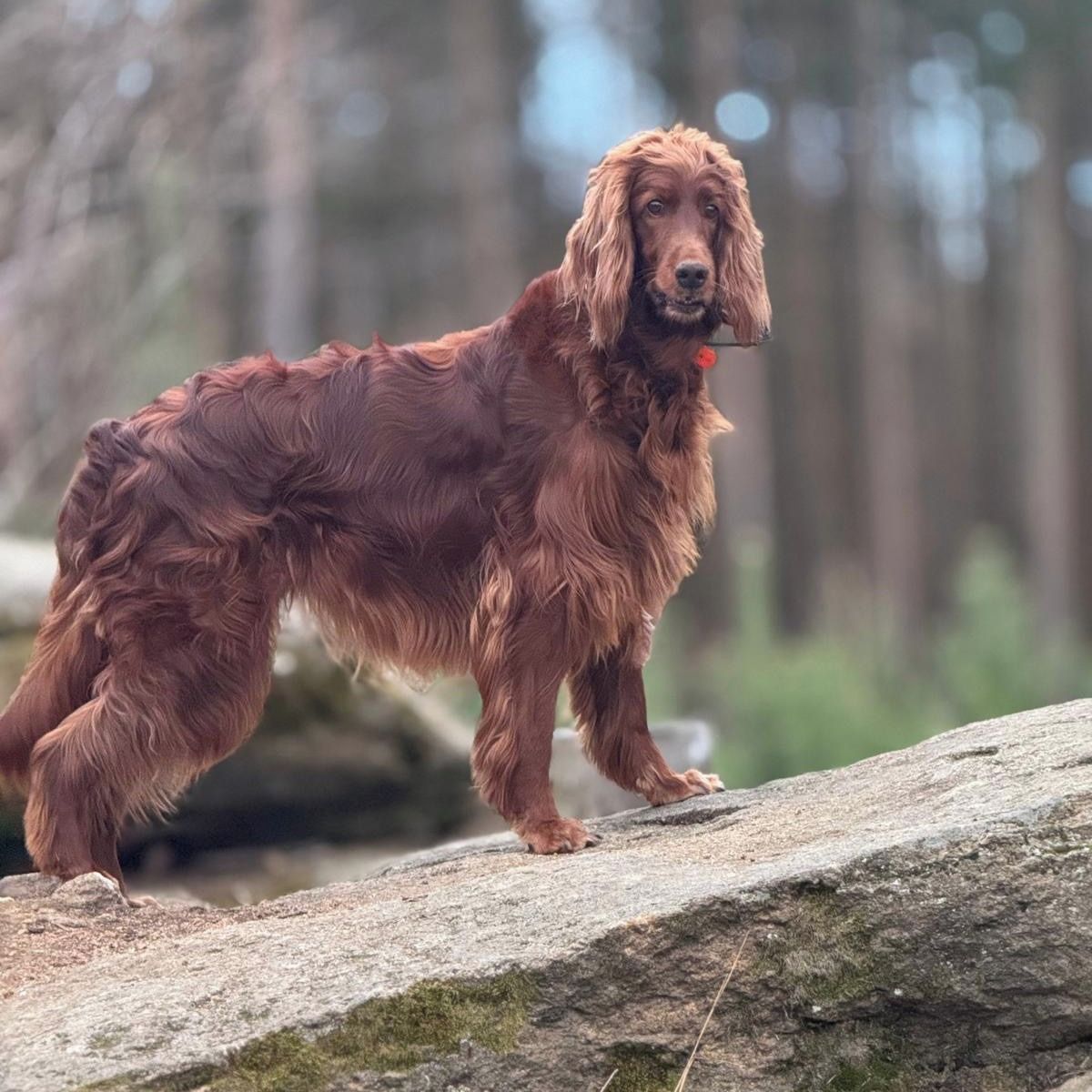 Soutěžní fotografie - GIRA,  Irský setr