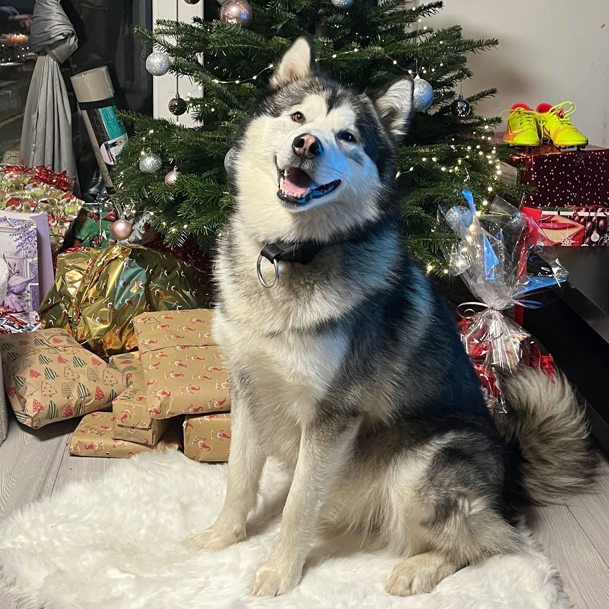 Soutěžní fotografie - Gucci,  Aljašský malamut