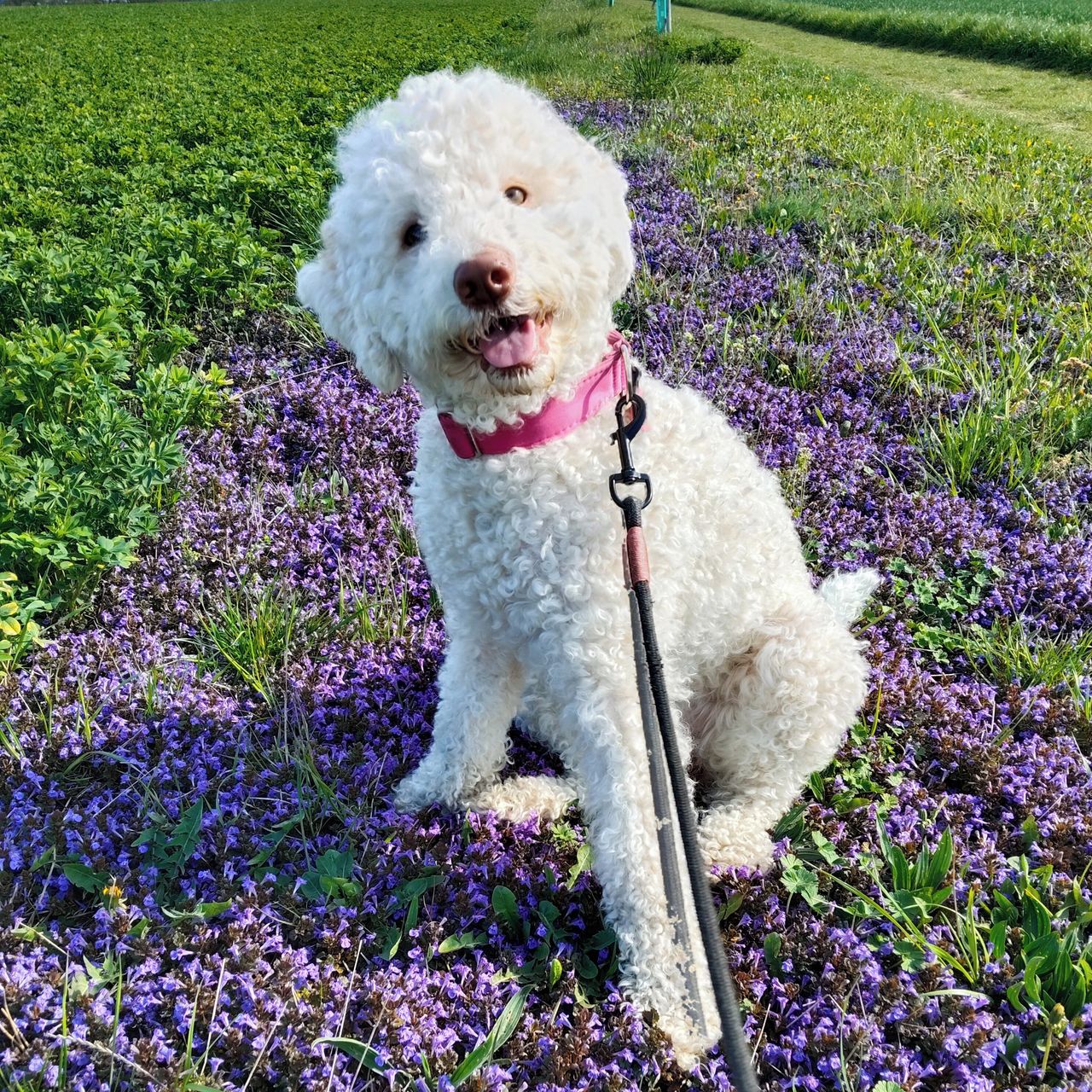 Soutěžní fotografie - Rubi,  Lagotto romagnolo