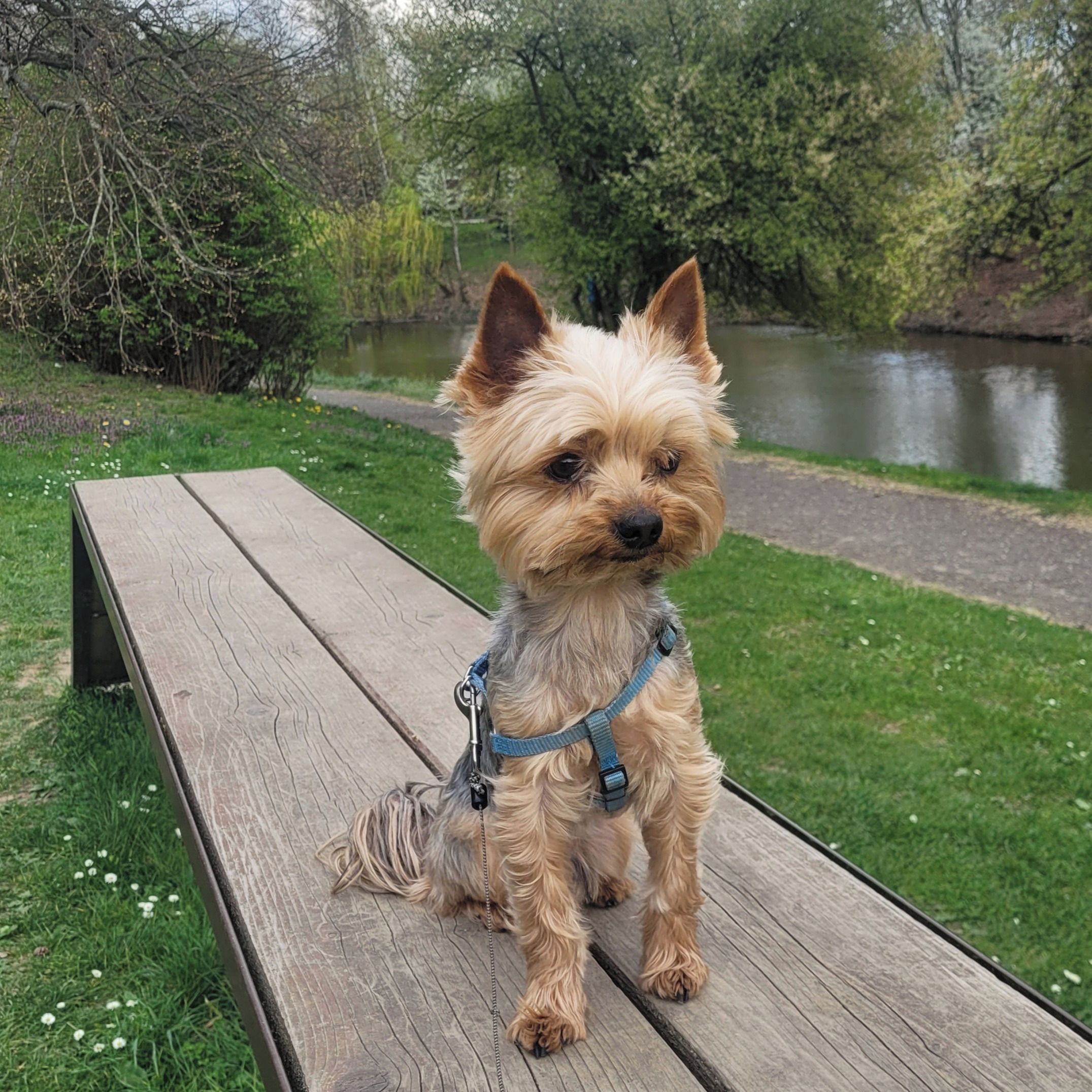 Soutěžní fotografie - BAD,  Yorkšírský terier