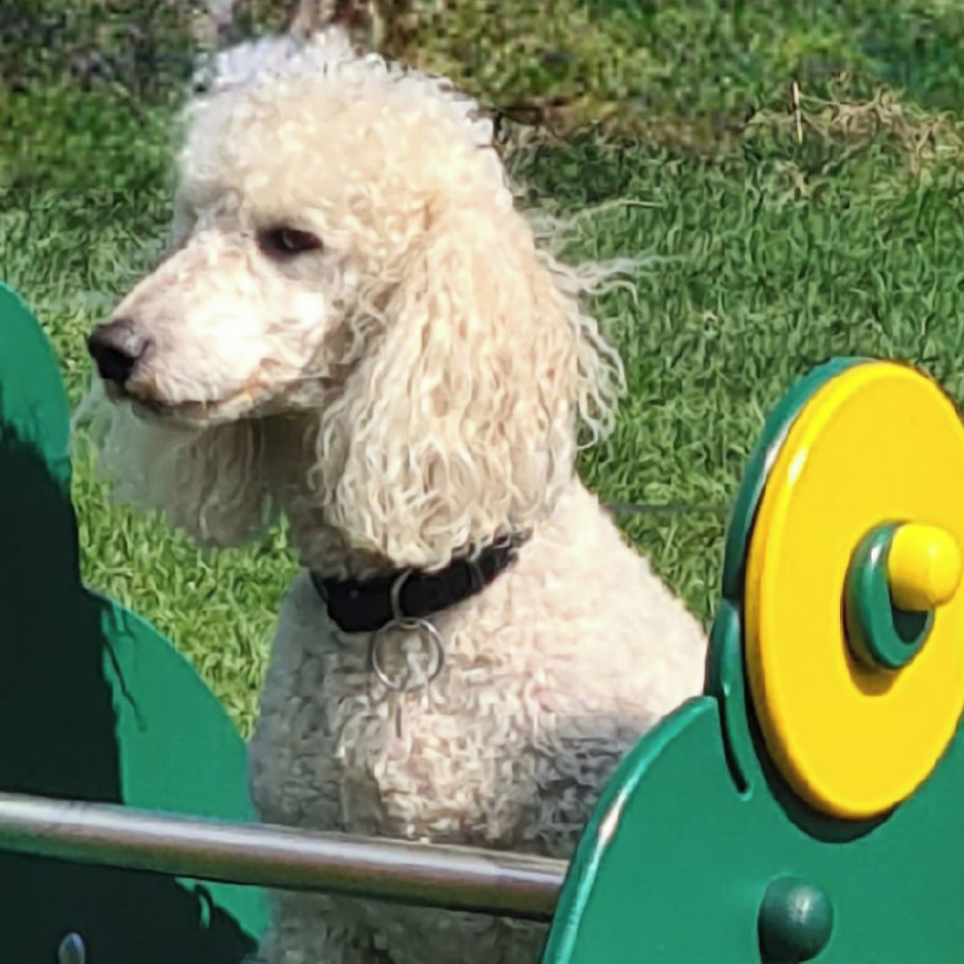 Soutěžní fotografie - Benny,  Pudl