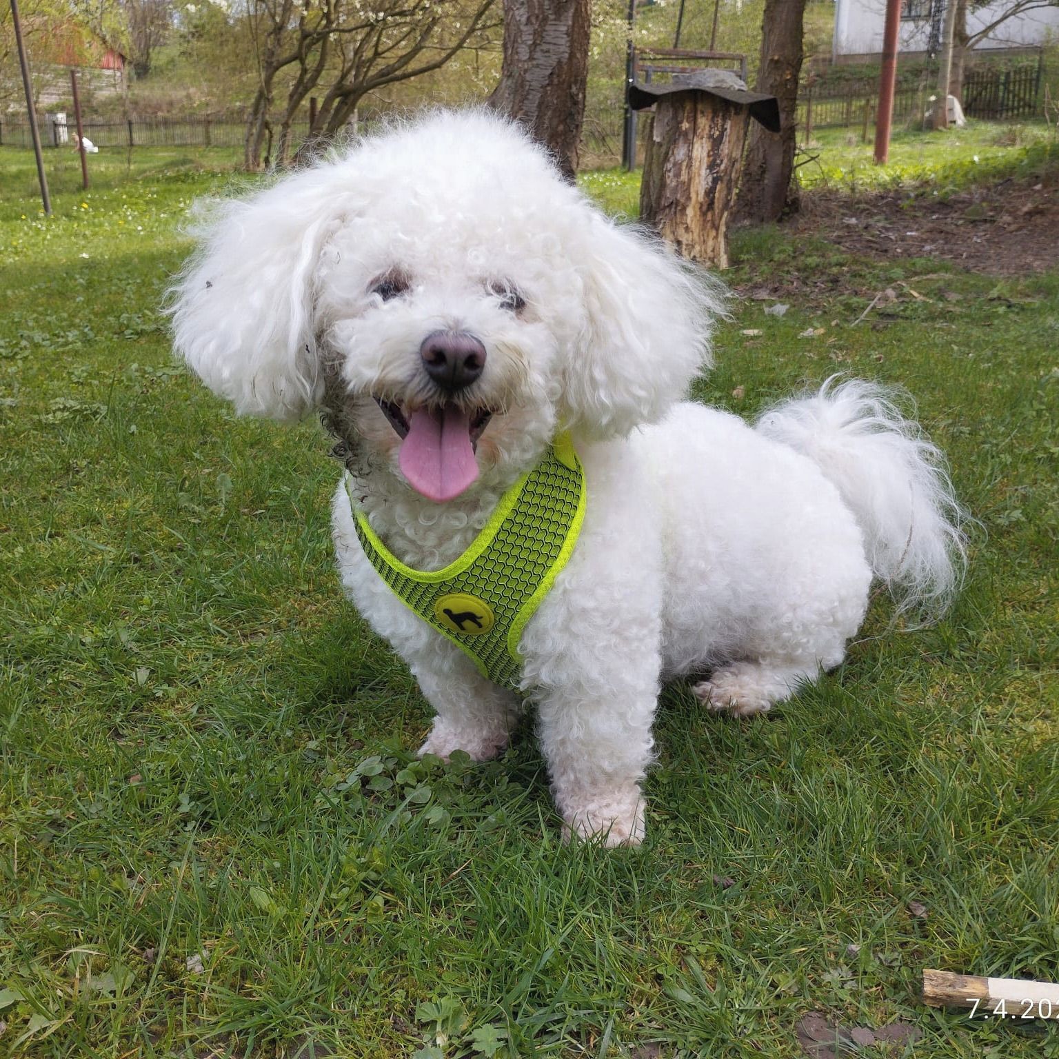 Soutěžní fotografie - Luca,  Boloňský psík