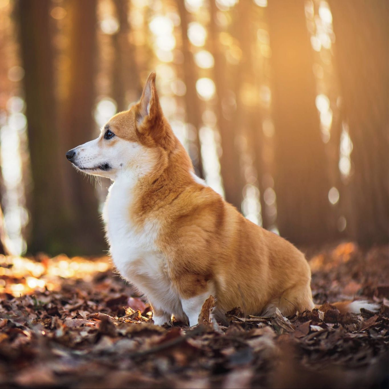 Soutěžní fotografie - Kessy,  Welsh Corgi Pembroke