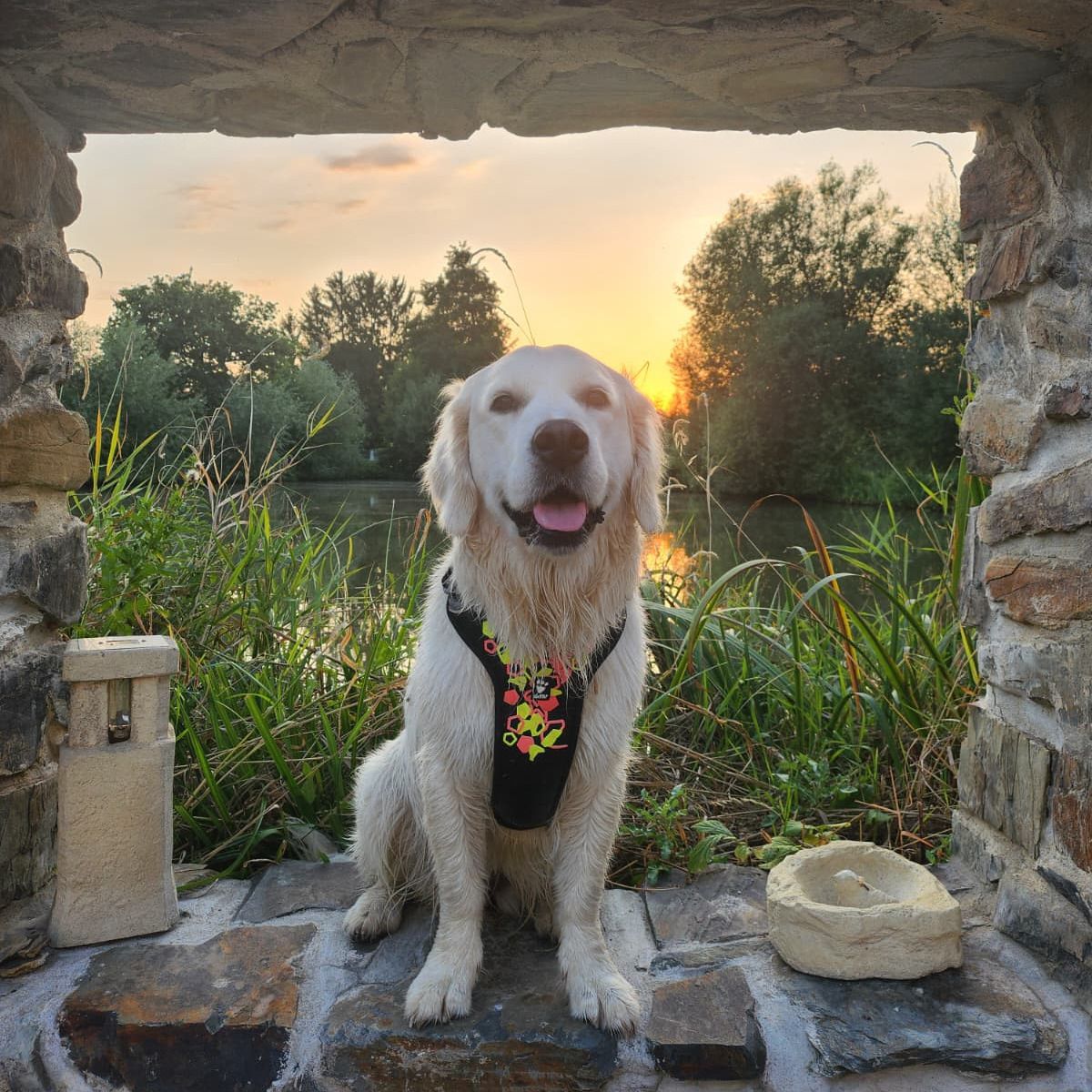 Soutěžní fotografie - Kira,  Zlatý retriever