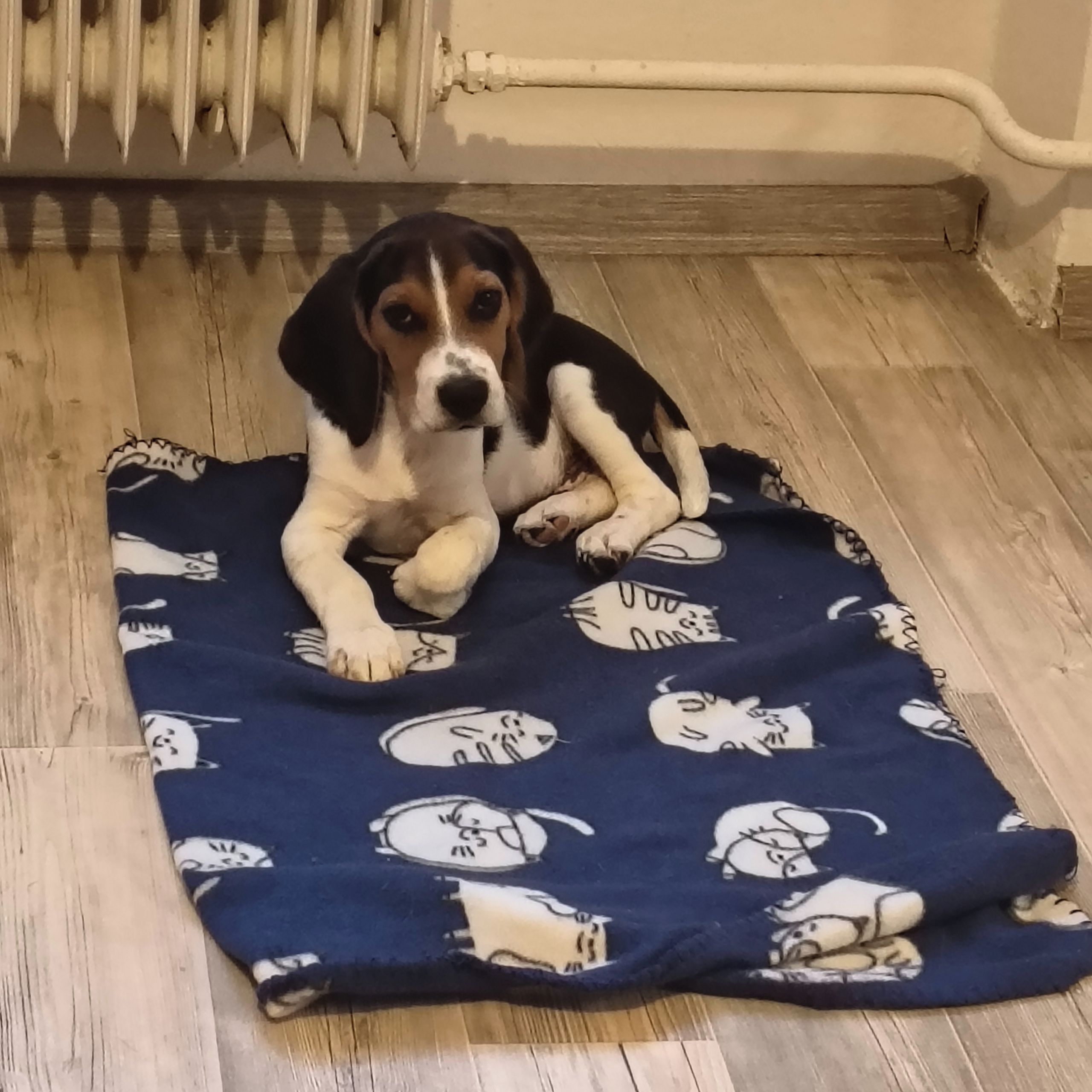 Soutěžní fotografie - Oliver,  Beagle