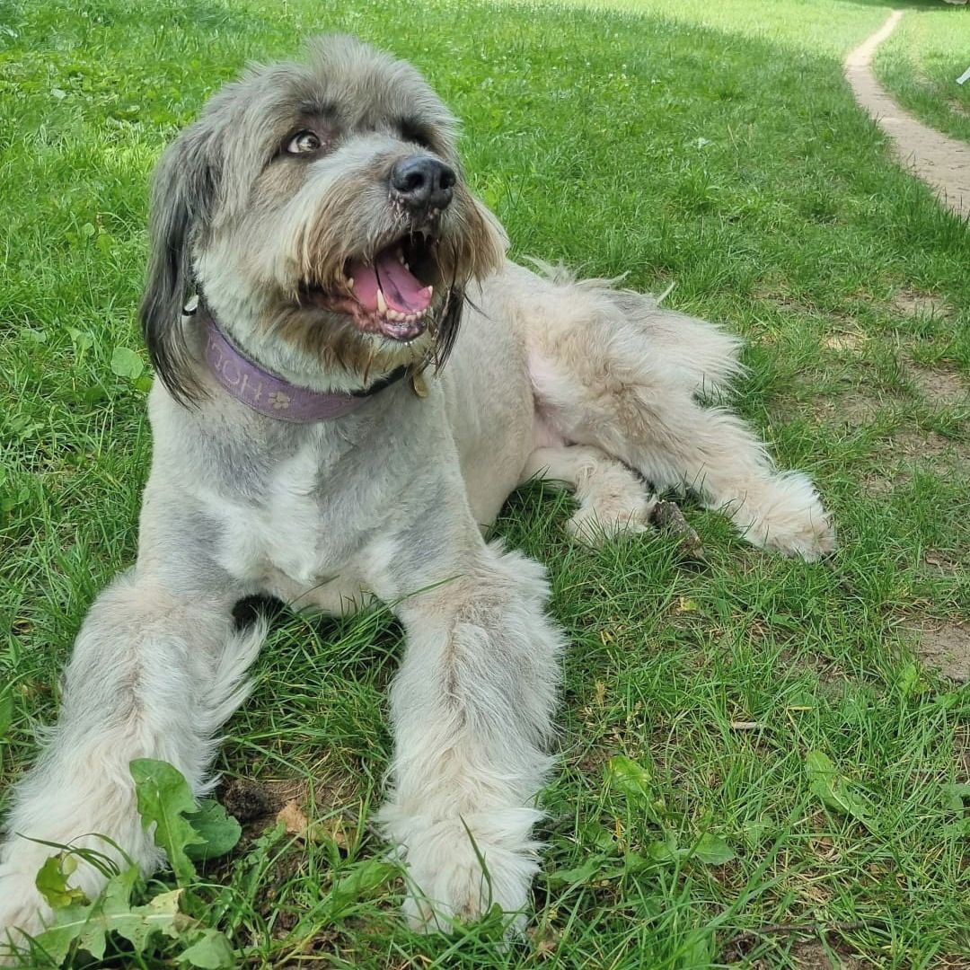 Soutěžní fotografie - Holly,  Ostatní