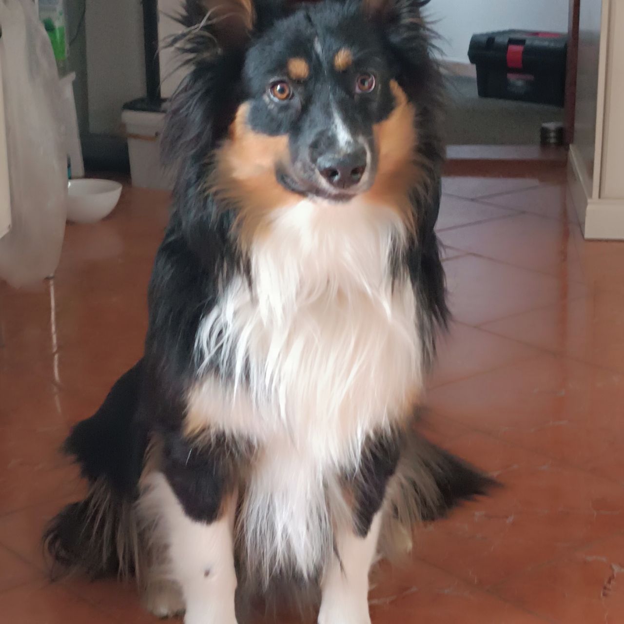 Soutěžní fotografie - Bessy,  Australský ovčák