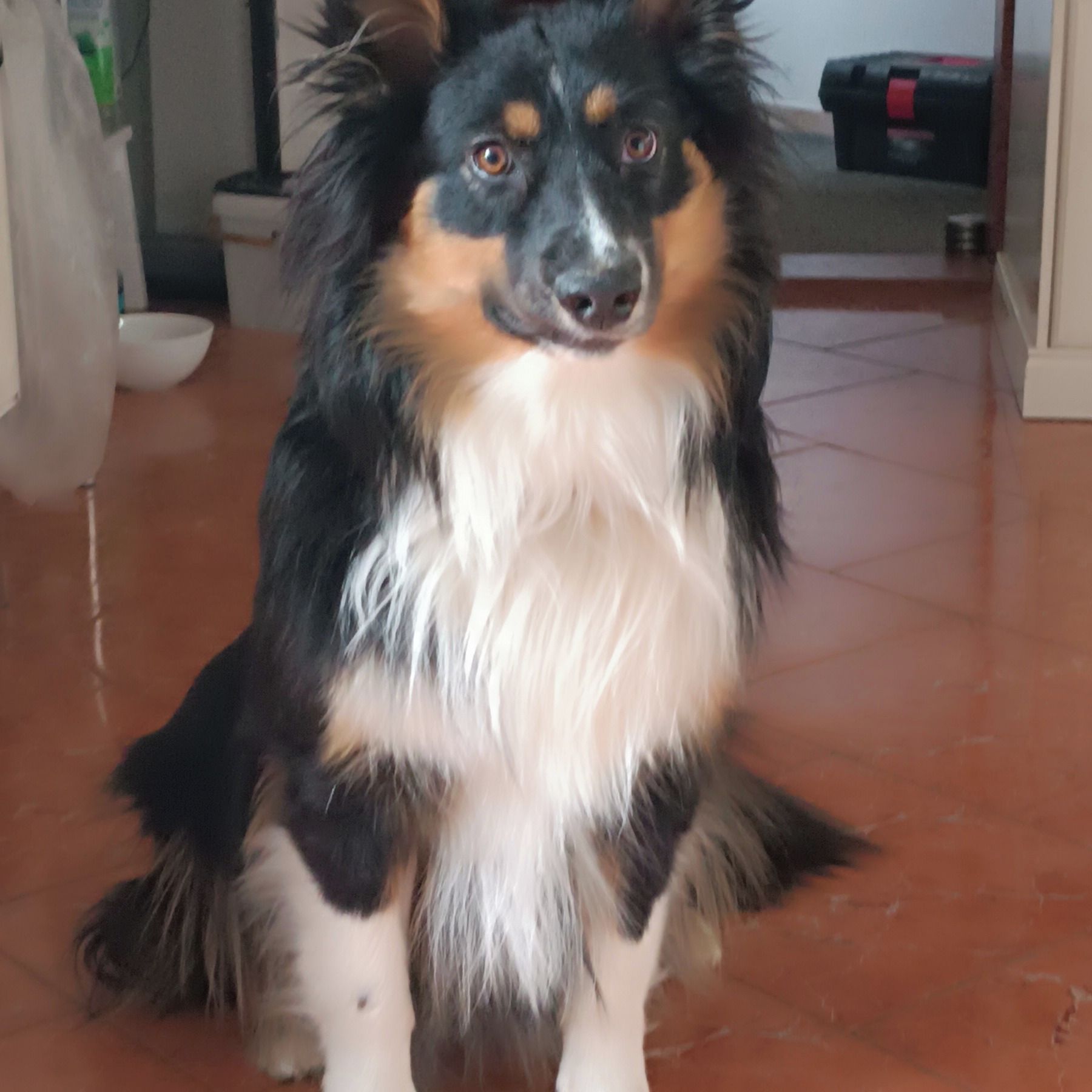 Soutěžní fotografie - Bessy,  Australský ovčák